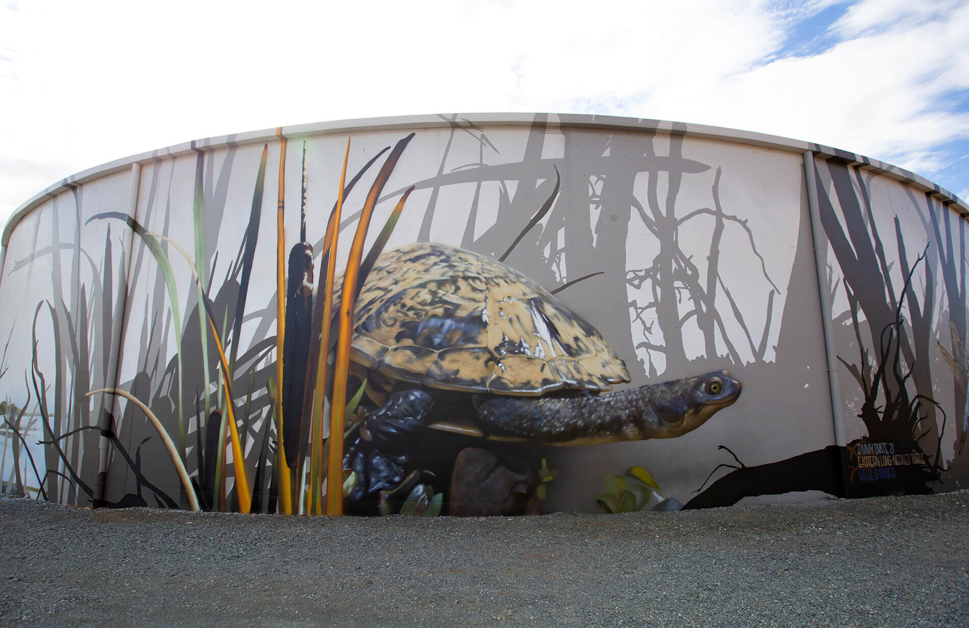 Eastern Long Necked Turtle