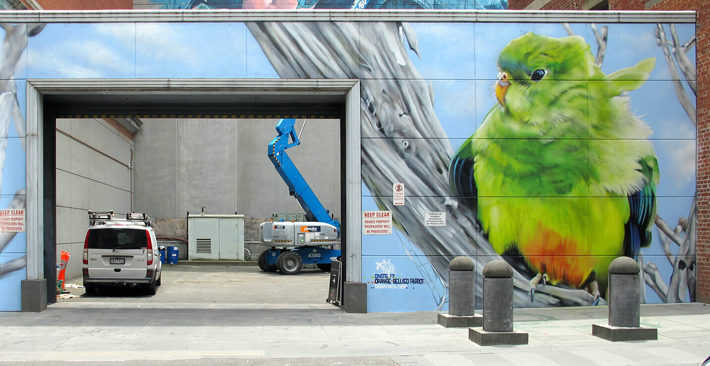 Red Bellied Parrot