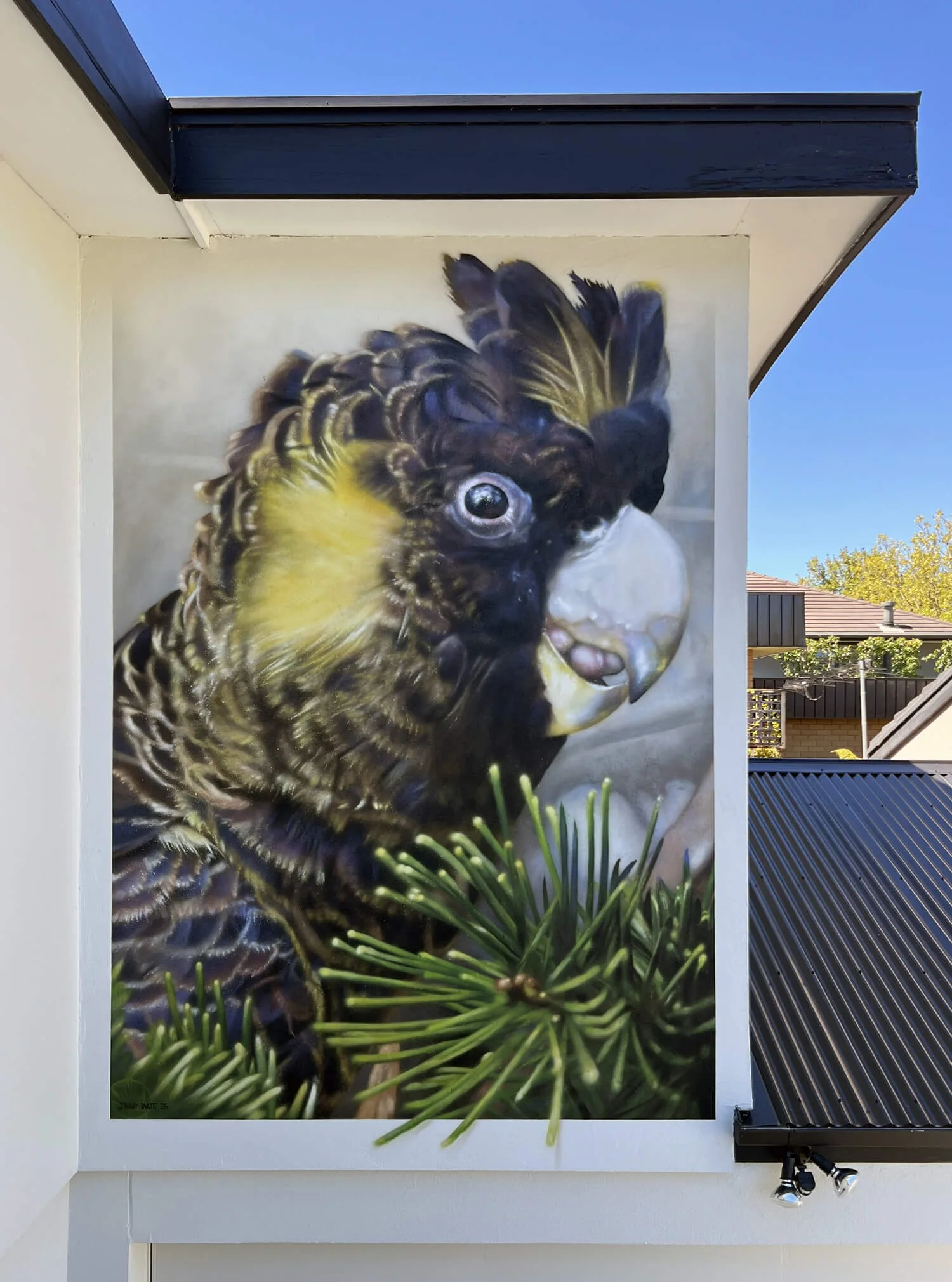 Yellow Tailed Black Cockatoo