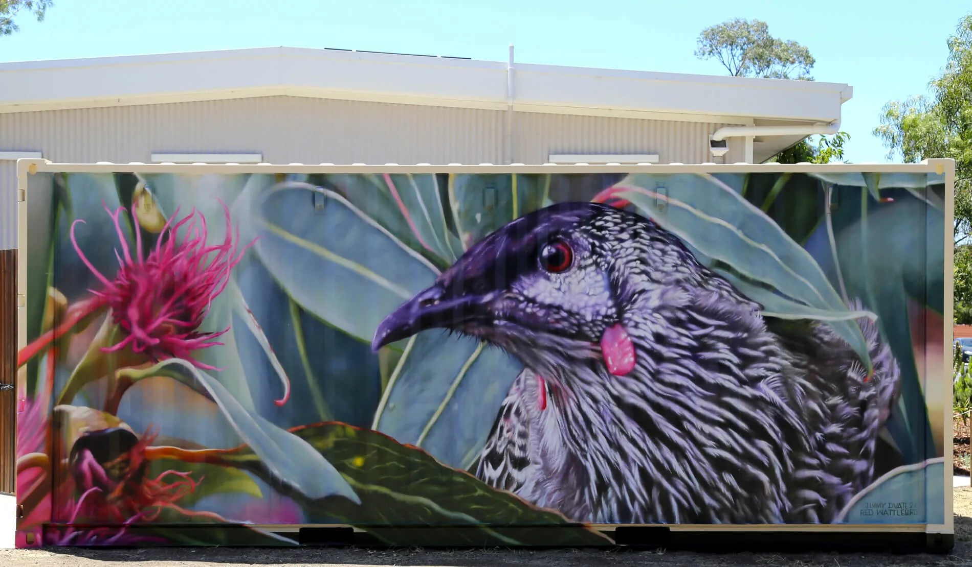 Red Wattlebird