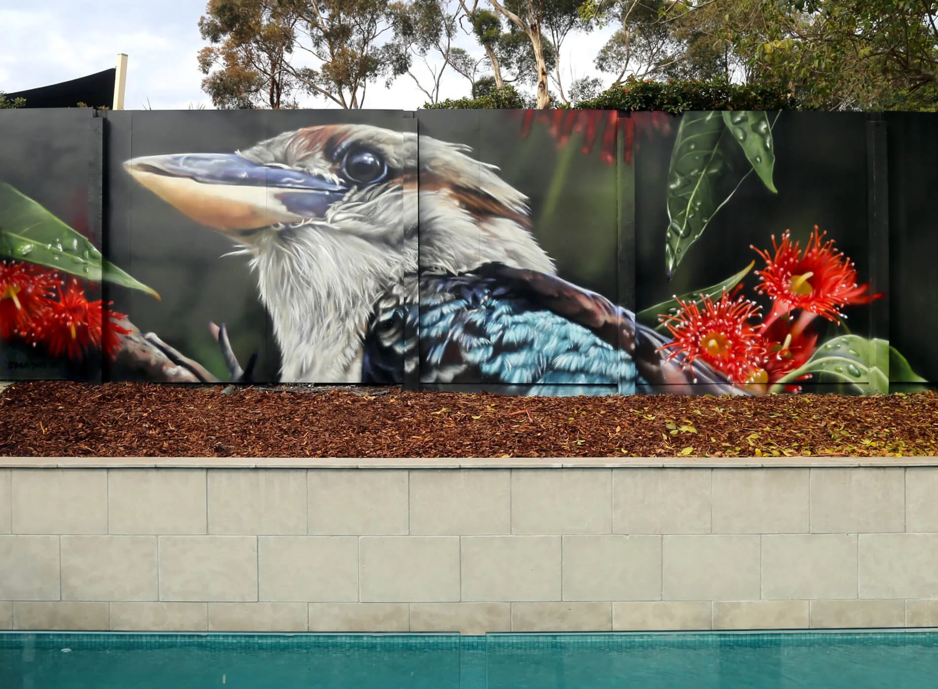Kookaburra