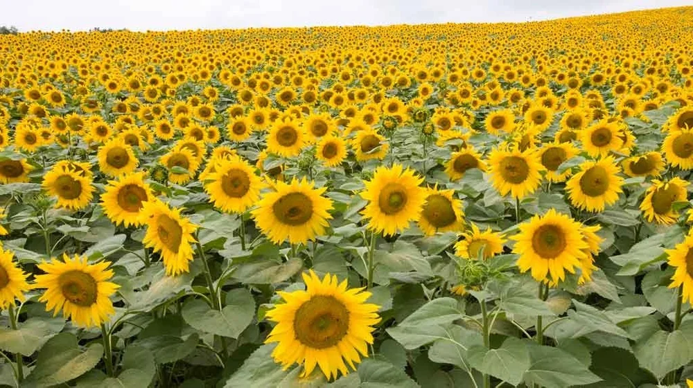 Huile De Tournesol Grta Ouicycle Huile De Tournesol Grta Ouicycle