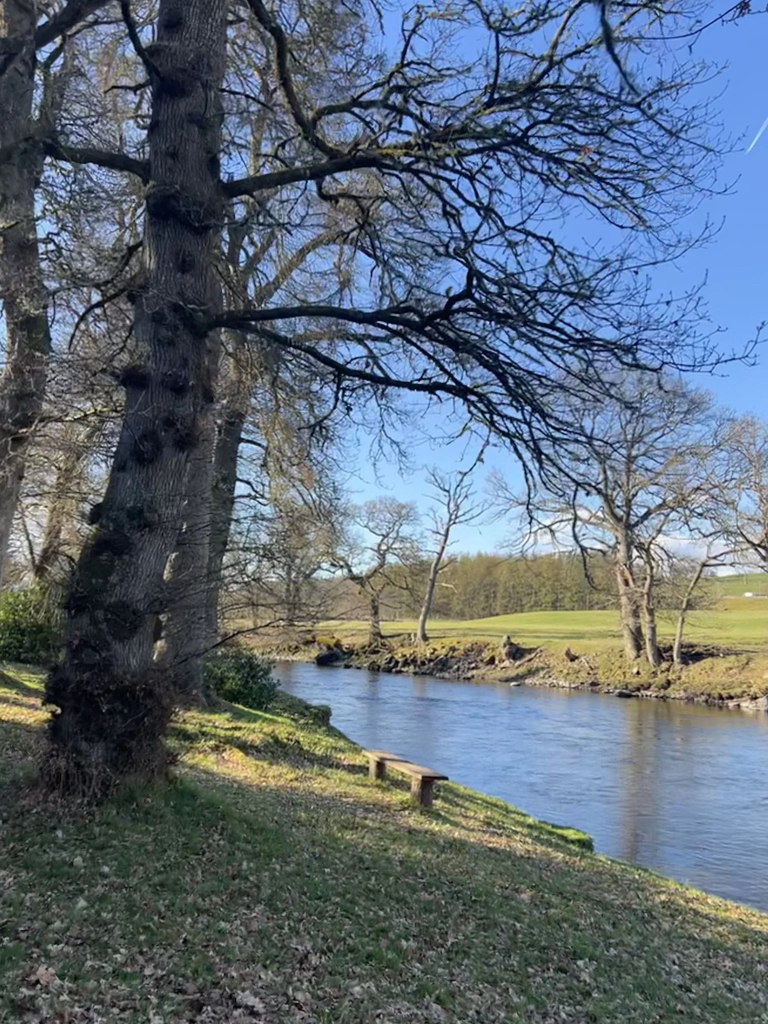 Assembly Line Apron dress in chartreuse needlecord  apple franca