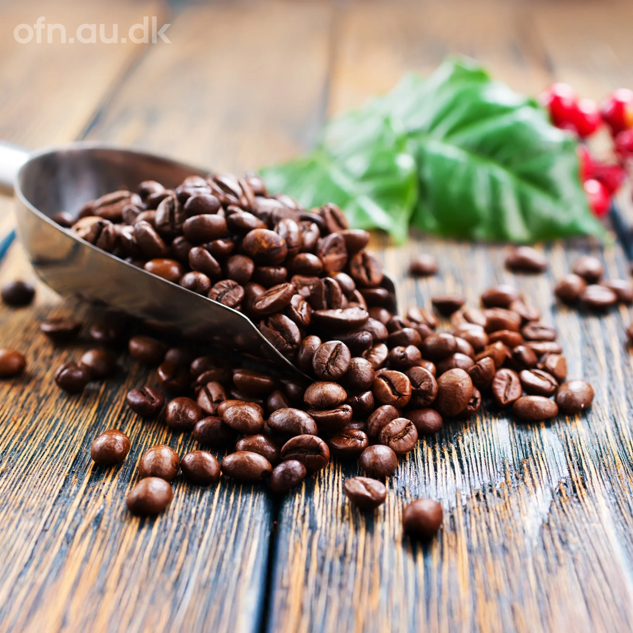 Offentlige foredrag i Naturvidenskab: Kaffe
