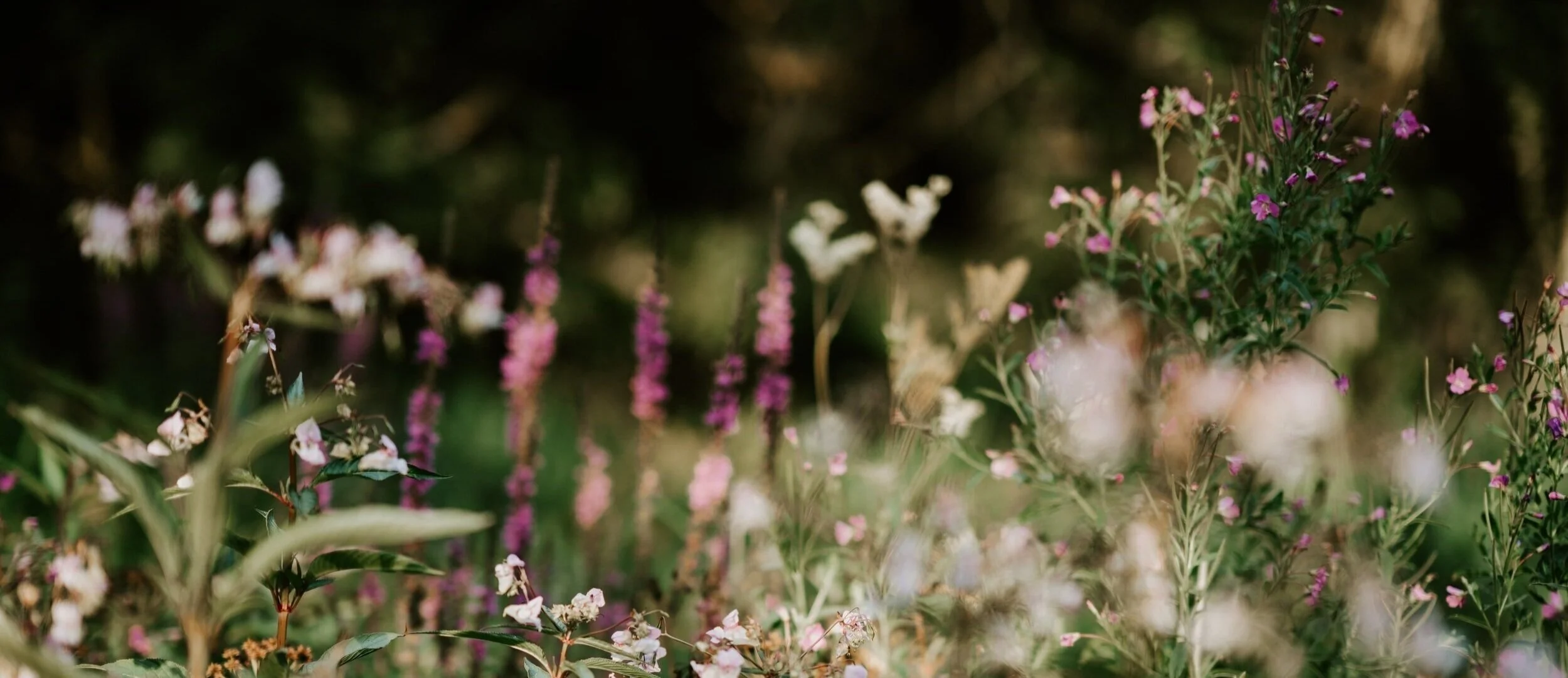 unsplash-image-lDuw1X3j2G0.jpg