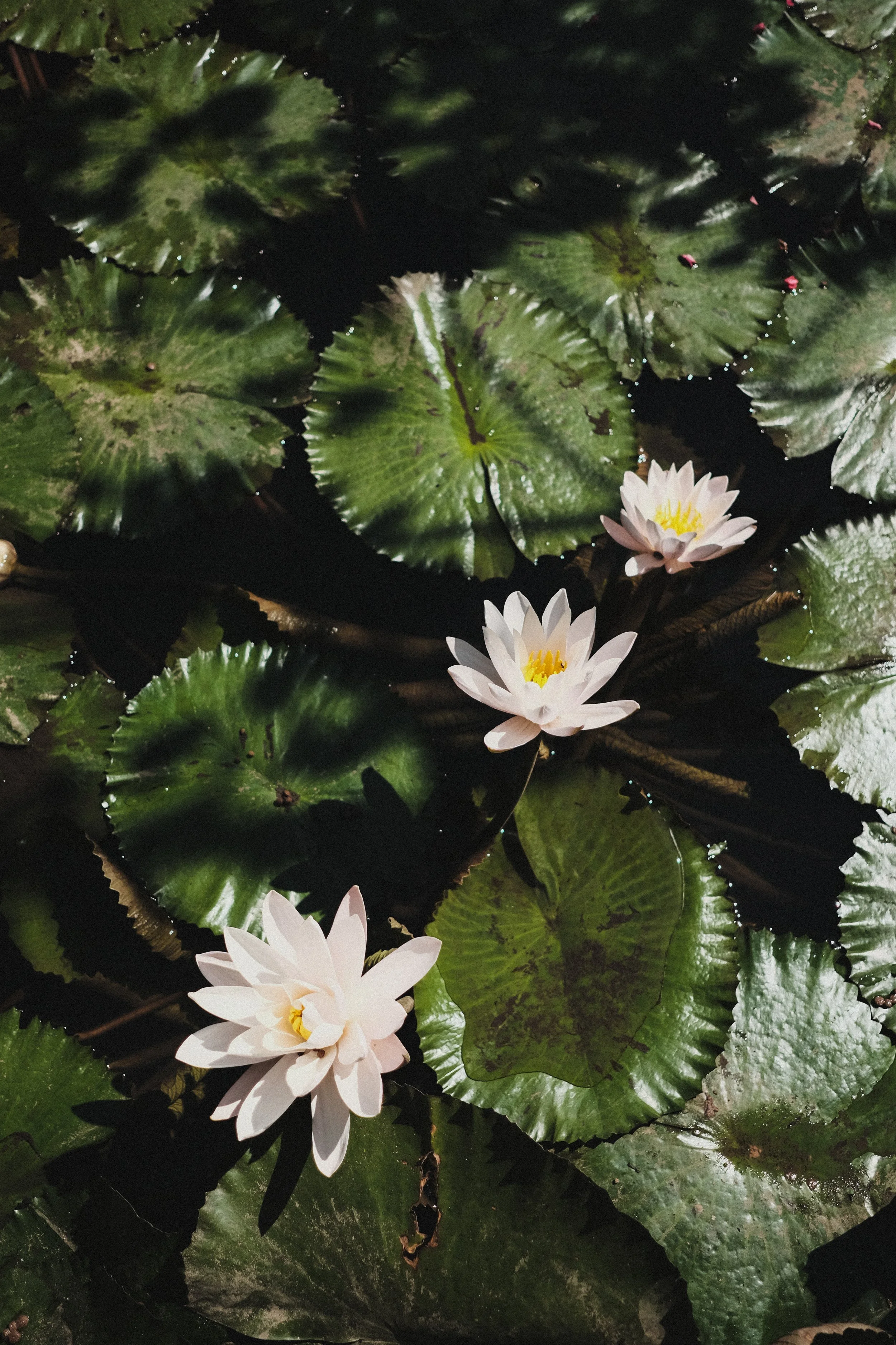 DSCF5978.jpg