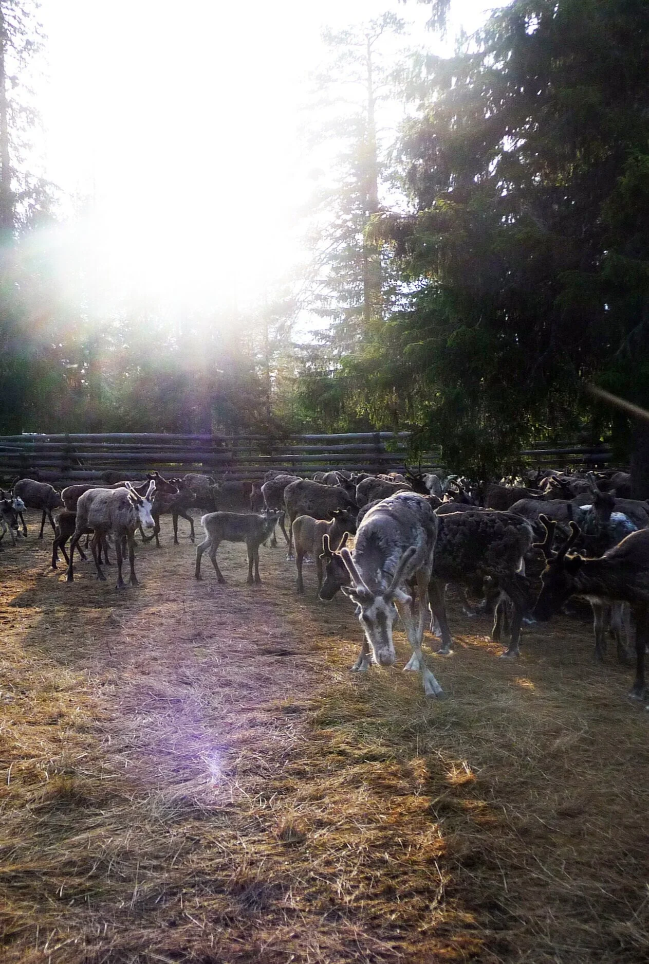 Marking of calfs. Photo: Niclas Dahlström.