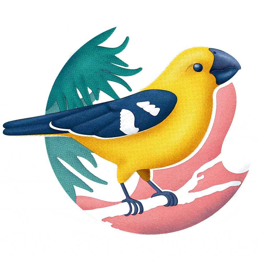 South-American-Birds-2.gif