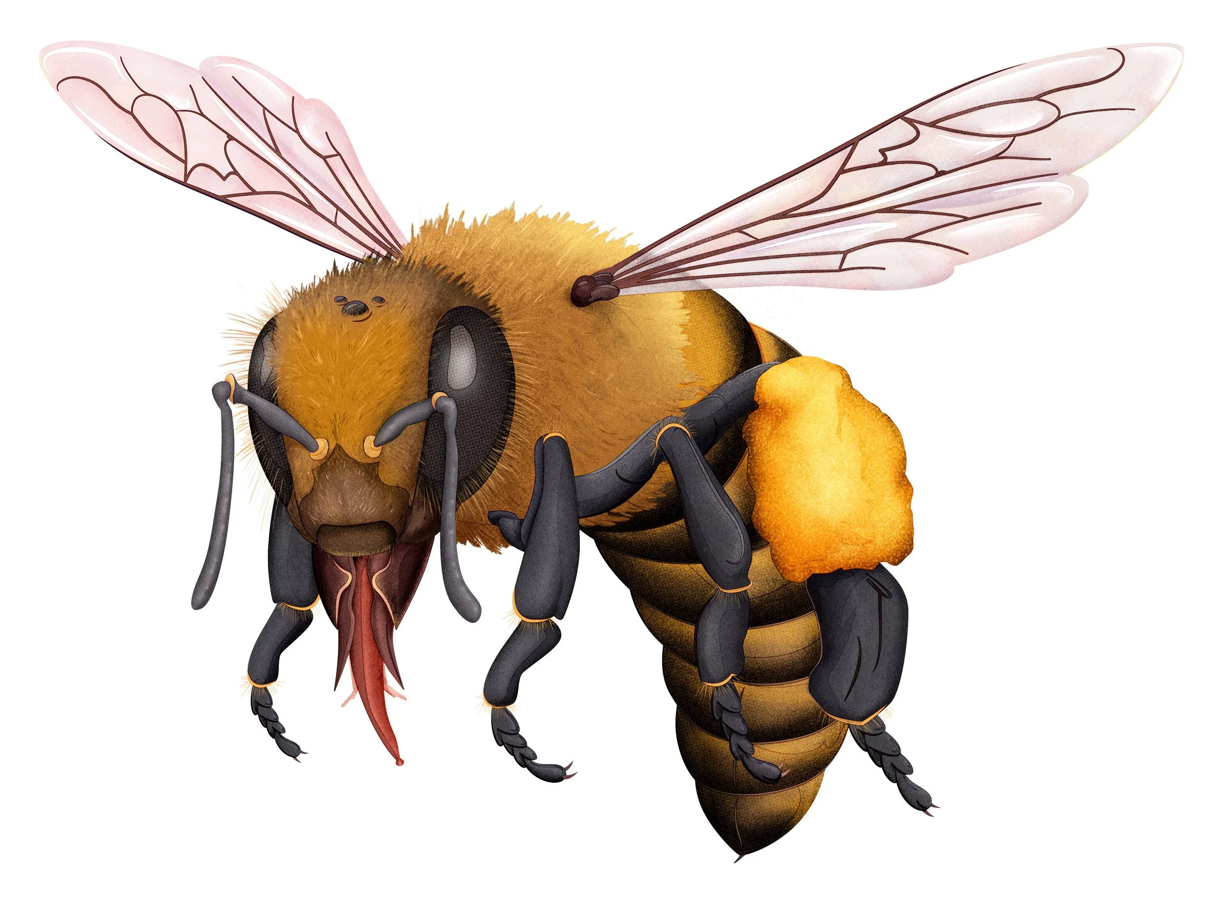 A detailed illustration of a honeybee in flight