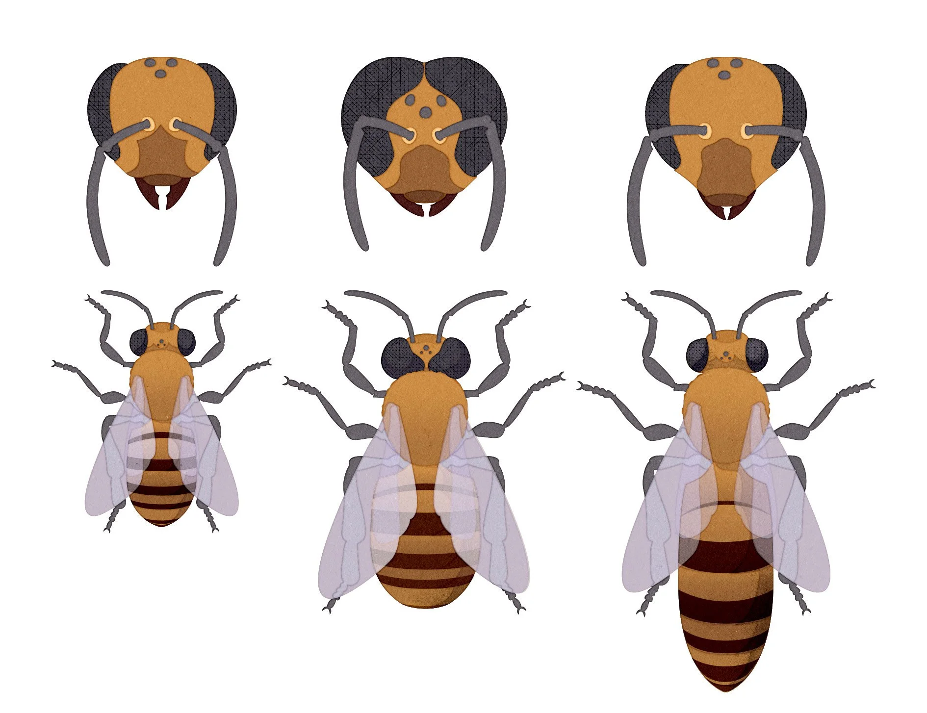 Infographic illustration showing the different classes of honeybee