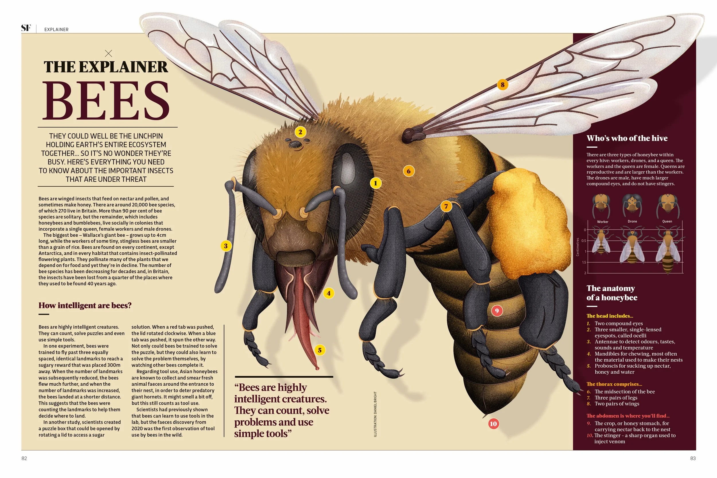 Magazine page showing bee illustrations in use