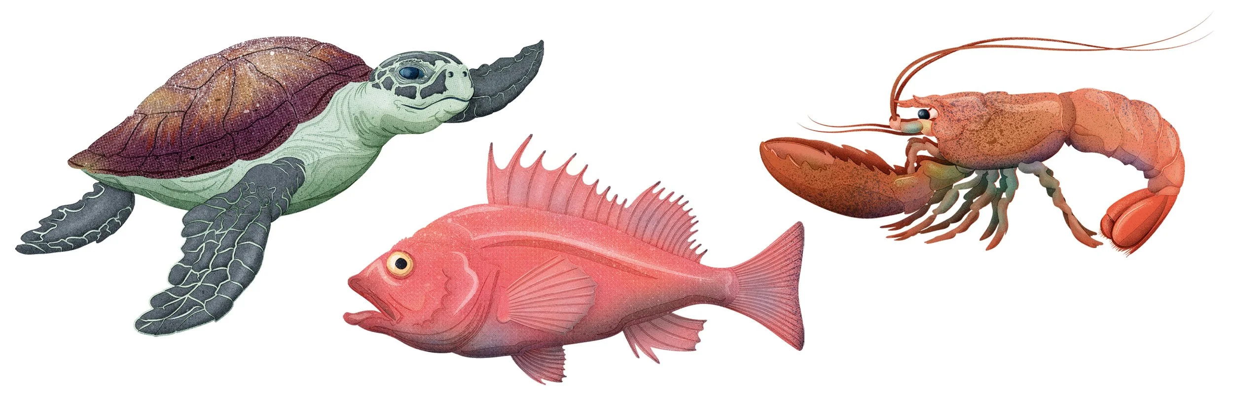 A picture of three of the longest lived sea creatures: Green sea turtle, Rougheye rockfish and American lobster.
