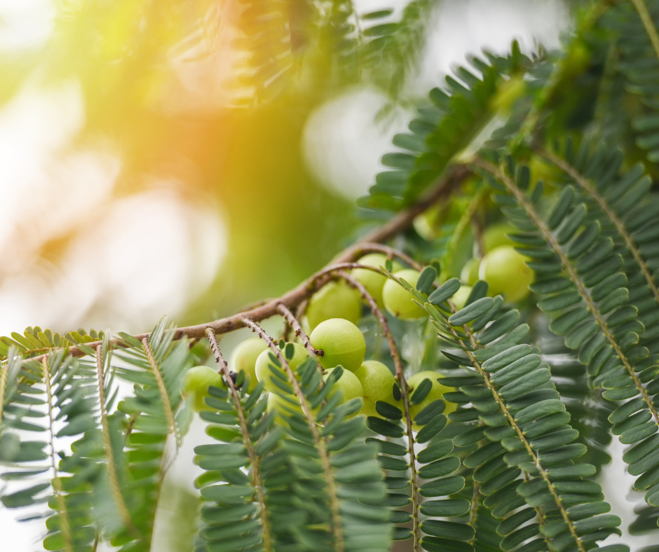 Our Immunity Tincture contains Amla, also known as Indian Gooseberry.