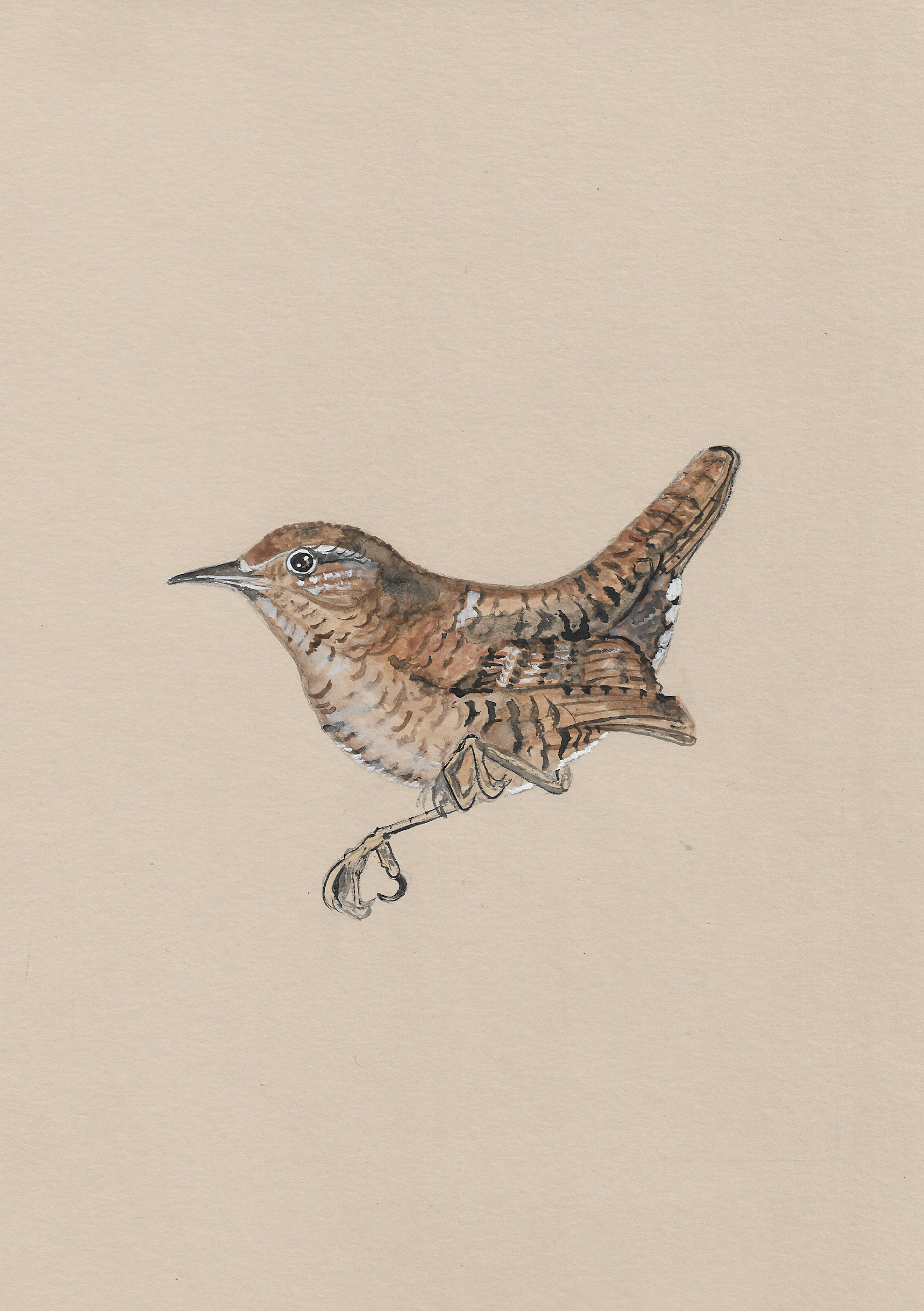 Wendy The Wren.png