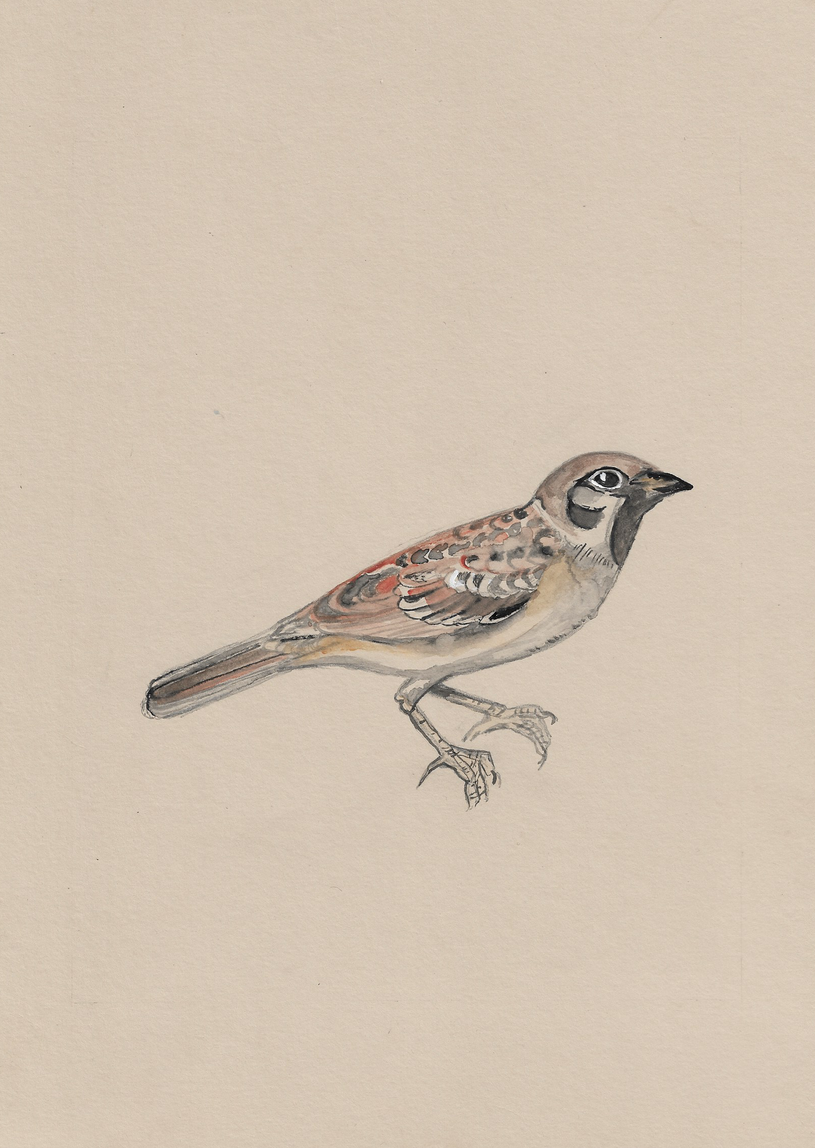 Sophie The Sparrow.png