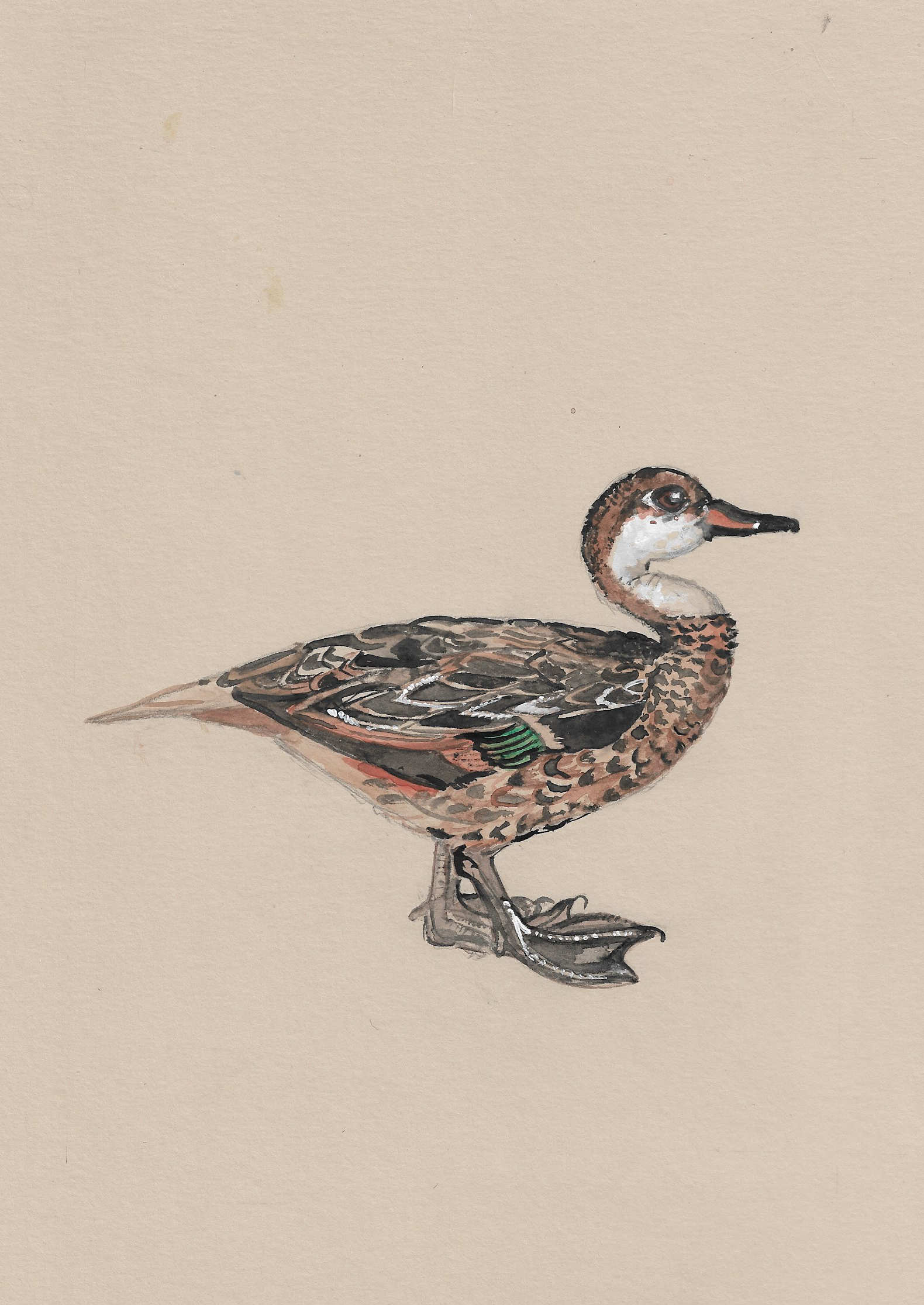 Darcey The Duck.png