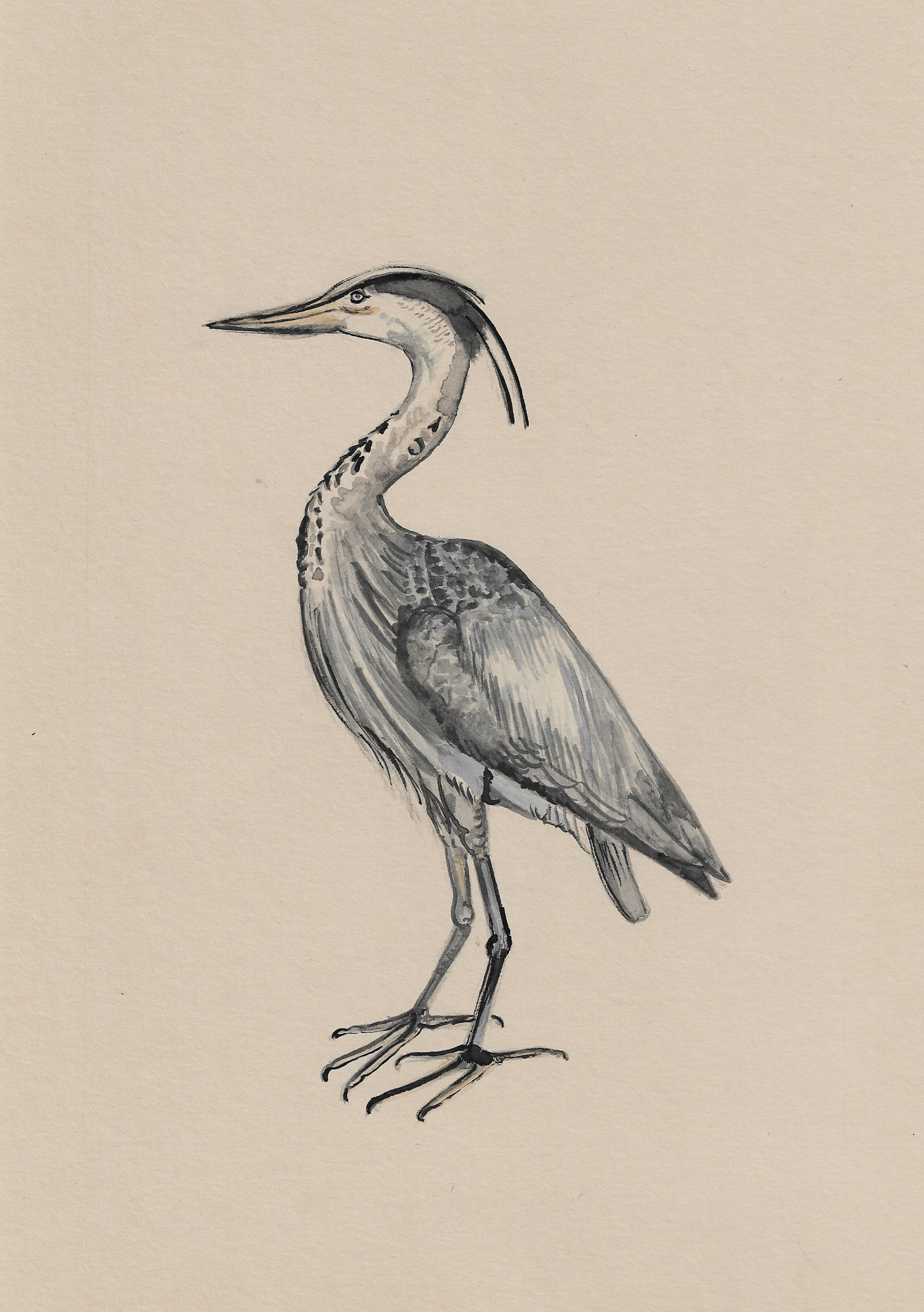 Henry The Heron.png