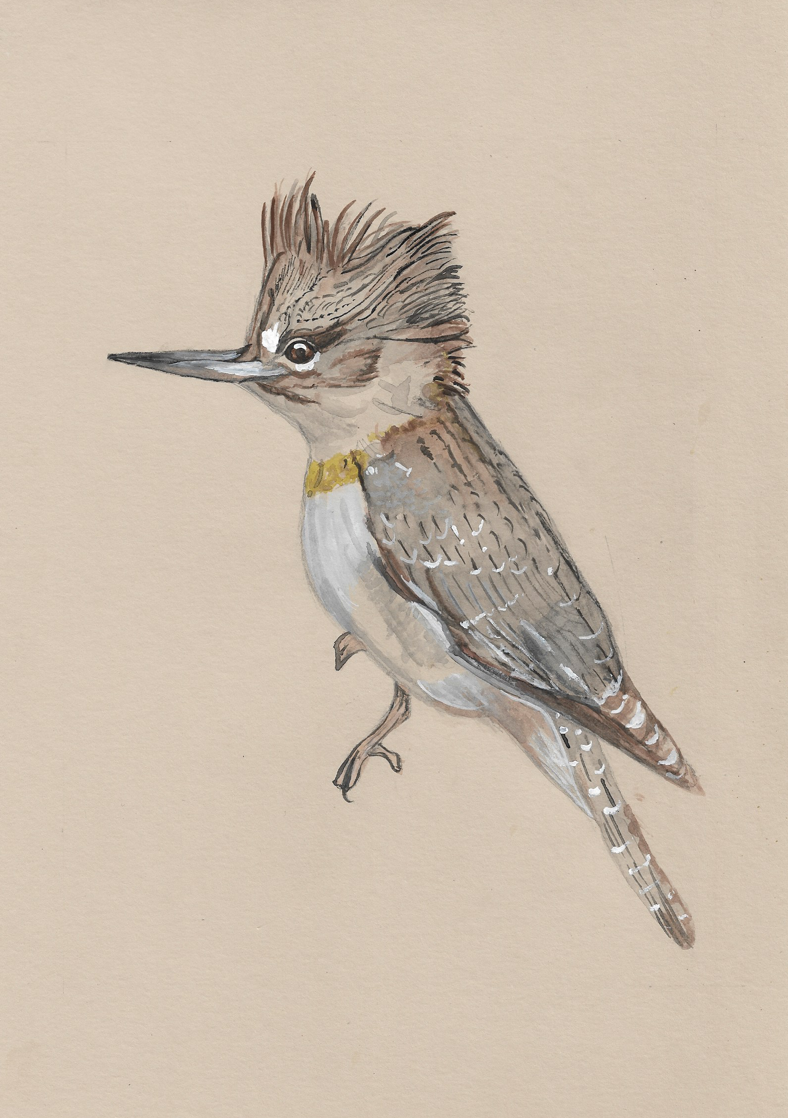 Kevin The Kingfisher.png