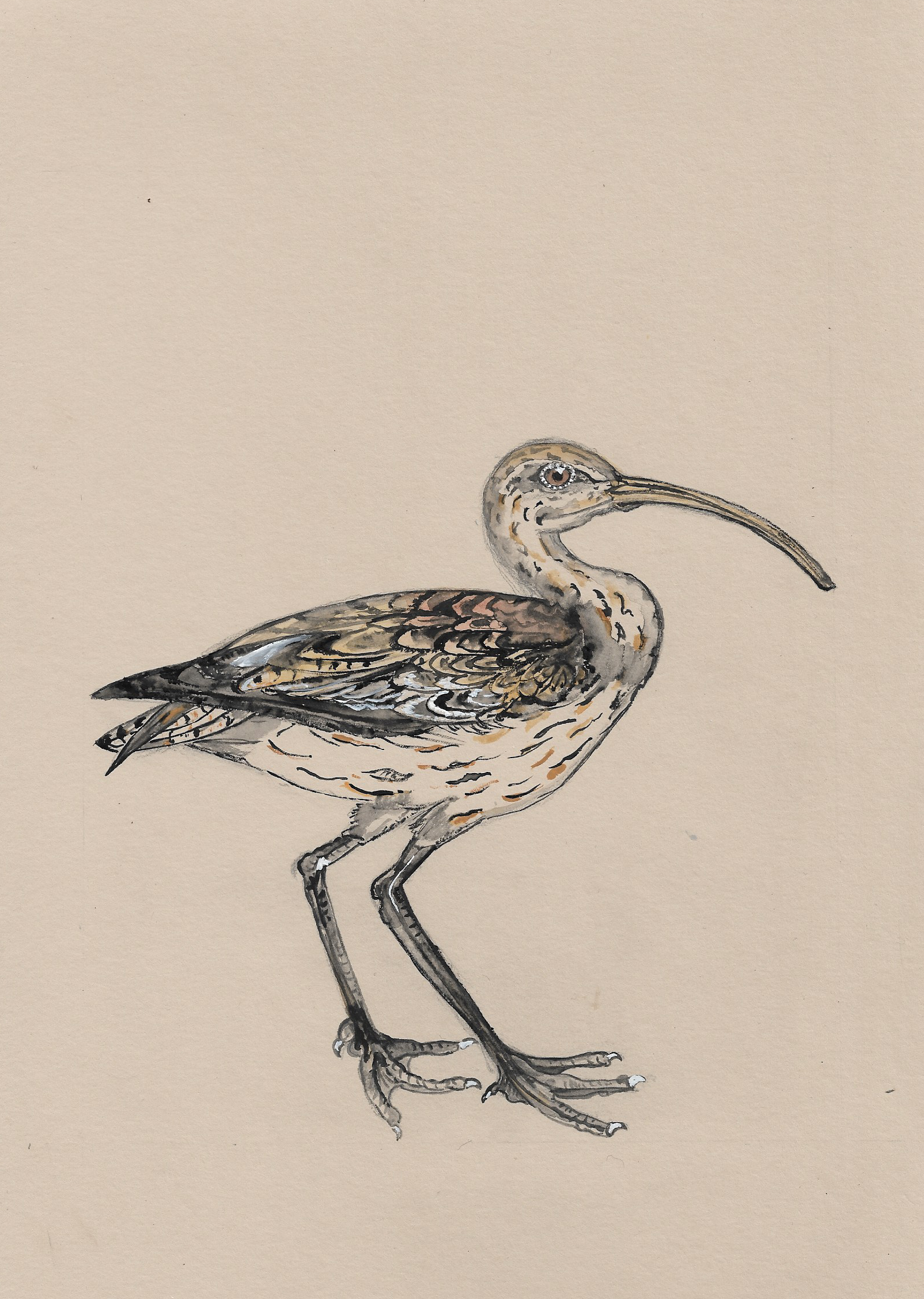 Colin The Curlew.png