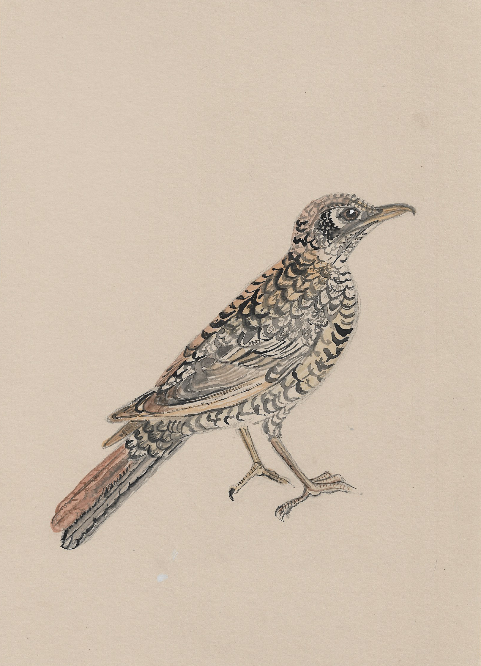 Sebastian The Starling.png