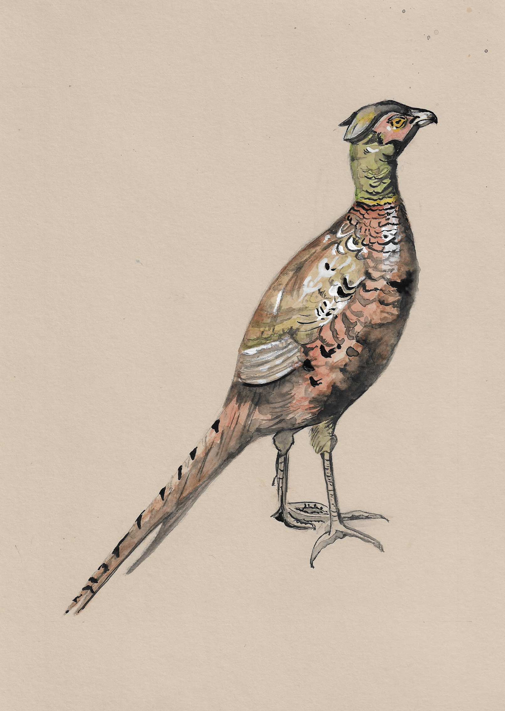 Phillip The Pheasant.png