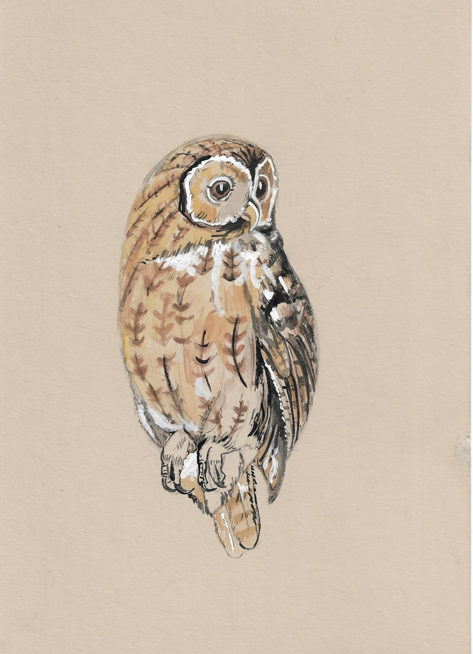 Oscar The Owl.png
