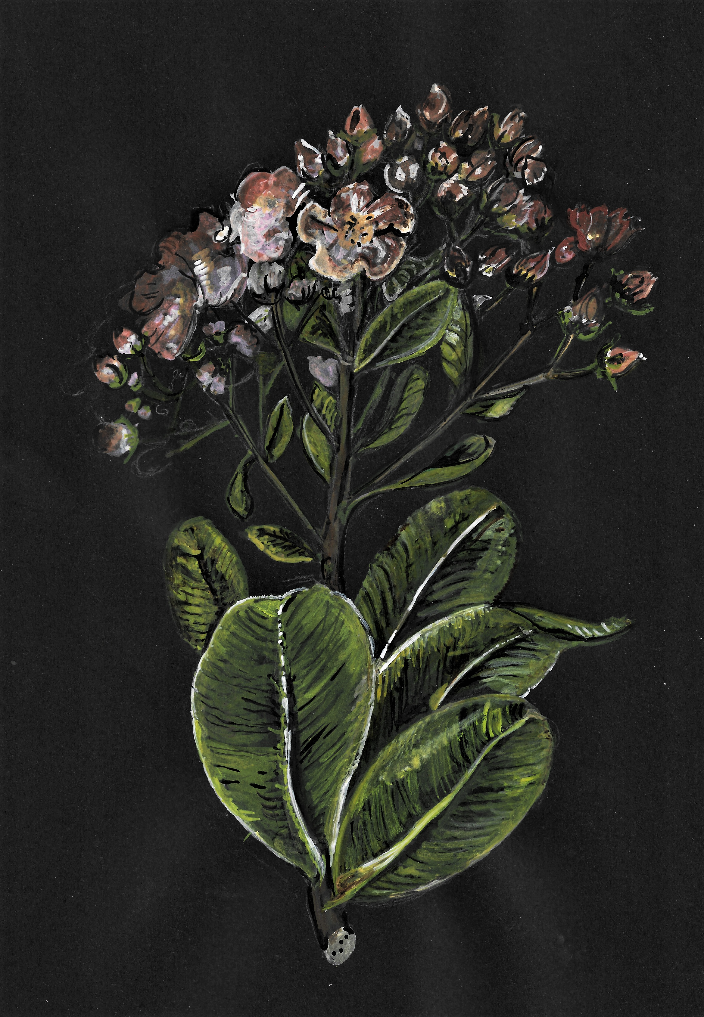 Angelica (2).png