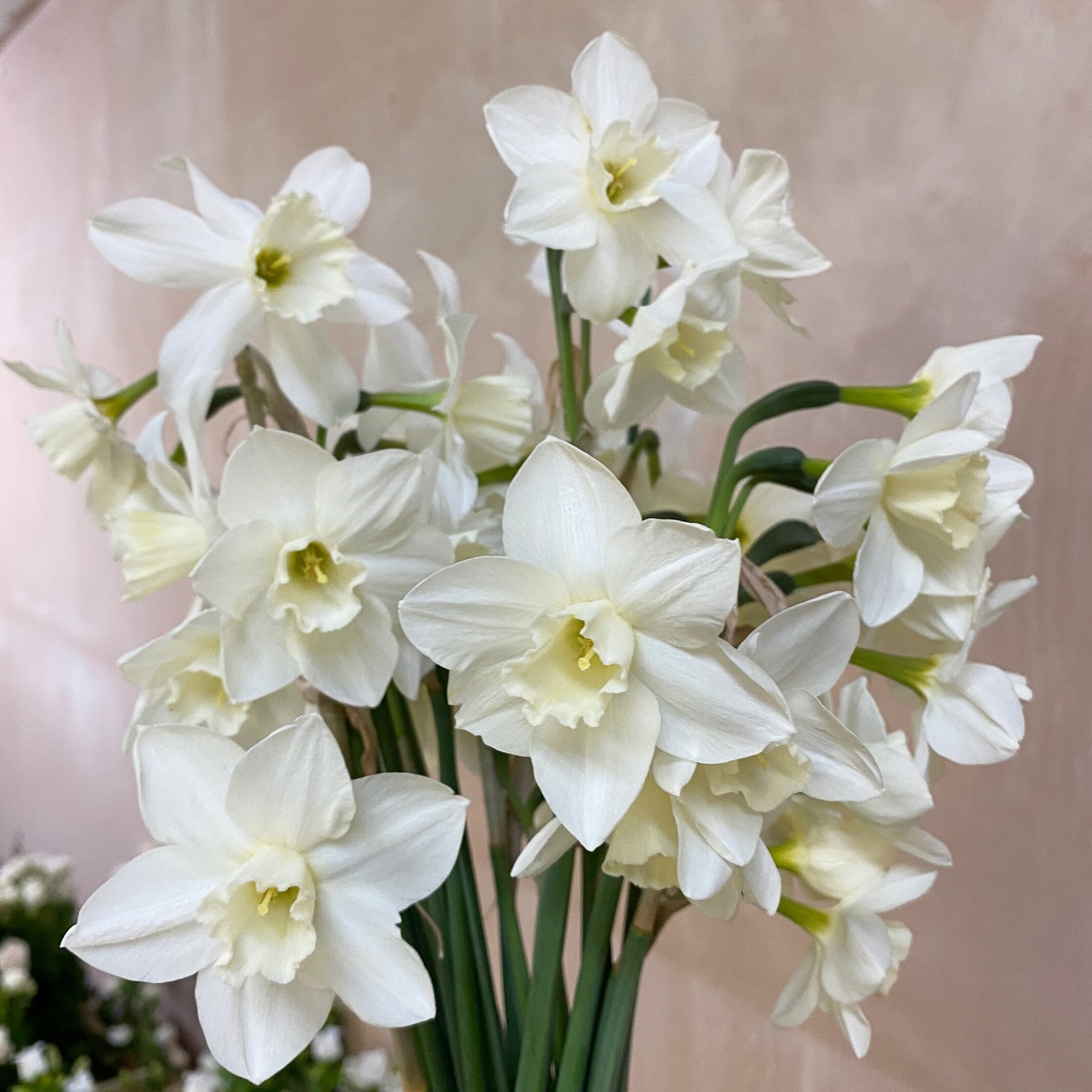 When people think of daffodils the bright yellow varieties are the ones that always come to mind, but aren&rsquo;t these ivory ones just stunning. I brought a whole tray of them last year for an event and then planted them in the garden after. I&rsqu