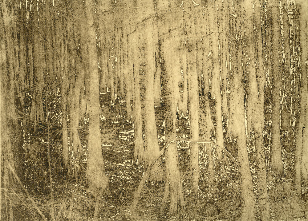 Susan Talbot Hoffmann | "Louisiana's Cypress Swamps" (USA)