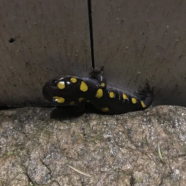 First time seeing this guy. Spotty! 
#salamander #springtimeonthefarm