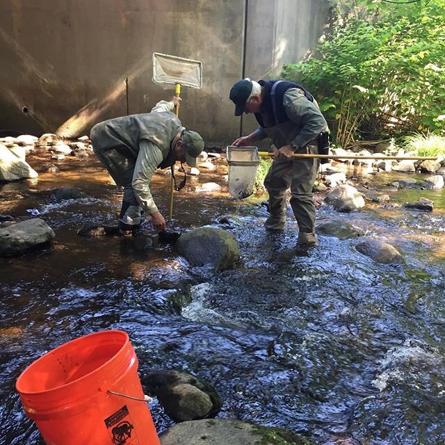 A year ago, FVTU volunteers where helping to release brown trout fry, teaching fly casting, fly tying and entomology as part of our Trout In The Classroom program. It will get better again.
#troutunlimited #troutintheclassroom