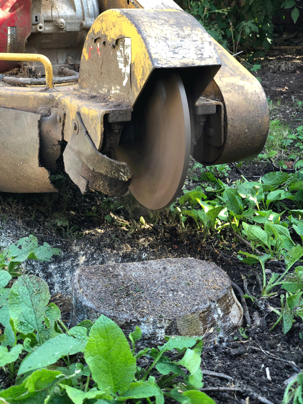 39-SimplyWoodBristol-TreeSurgery-EthicalTreeCare-LocalBusiness-Bristol-StumpRemoval-StumpGrinding2.png