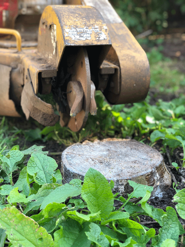 39-SimplyWoodBristol-TreeSurgery-EthicalTreeCare-LocalBusiness-Bristol-StumpRemoval-StumpGrinding1.png