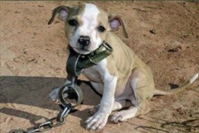 dog on chain.jpg