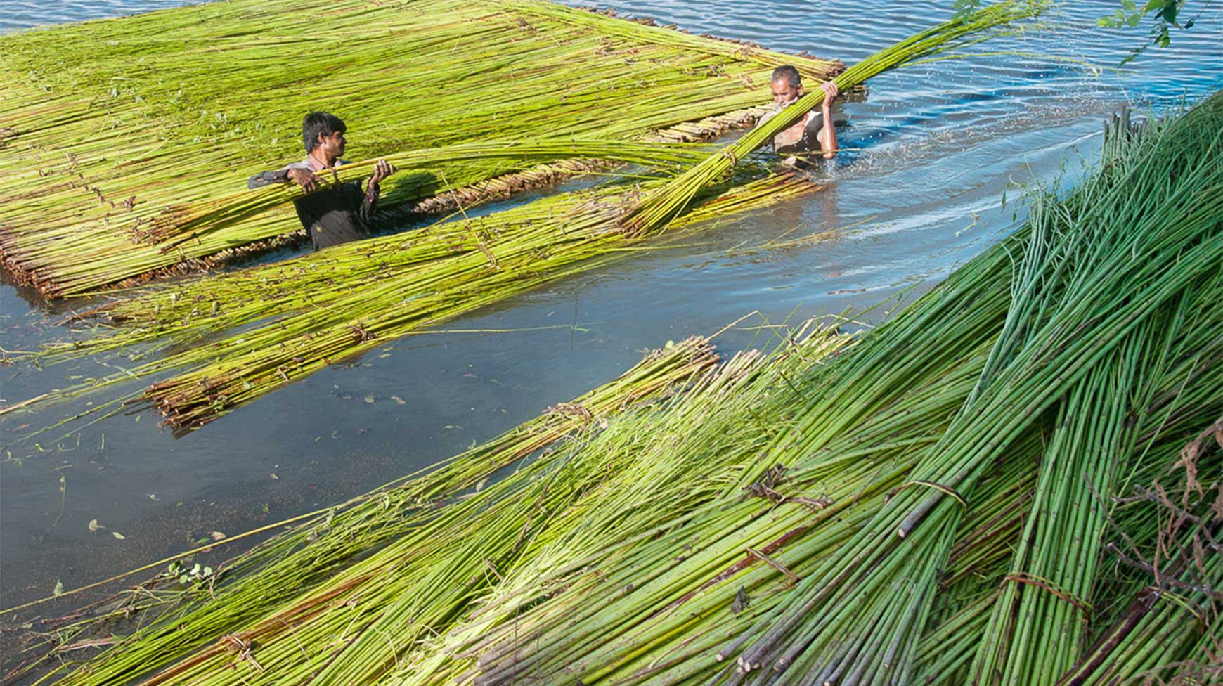 6-Jamalpur_Jute-3-copy-2.jpg