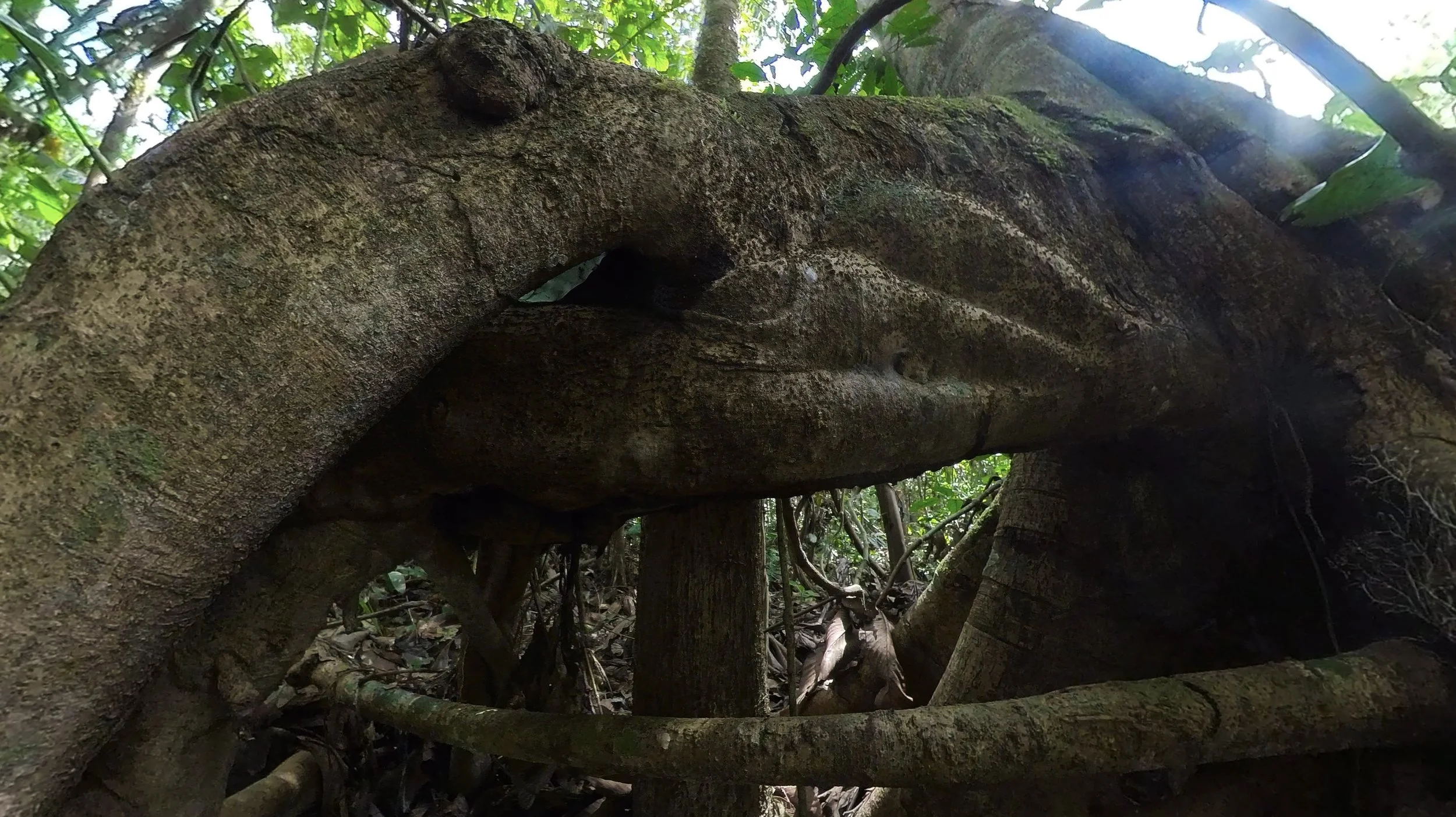 big tree.jpg