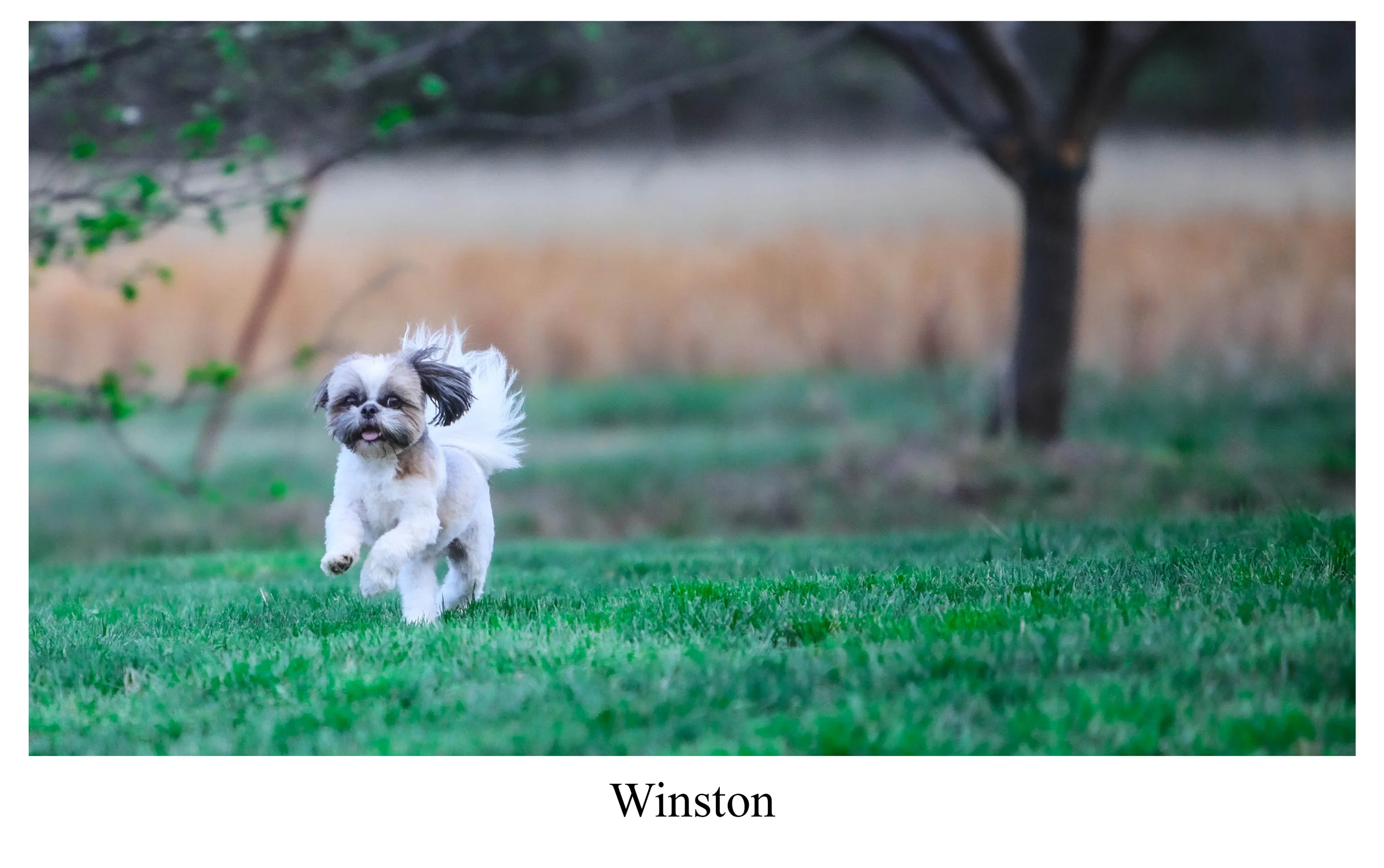 Winston-a.jpg