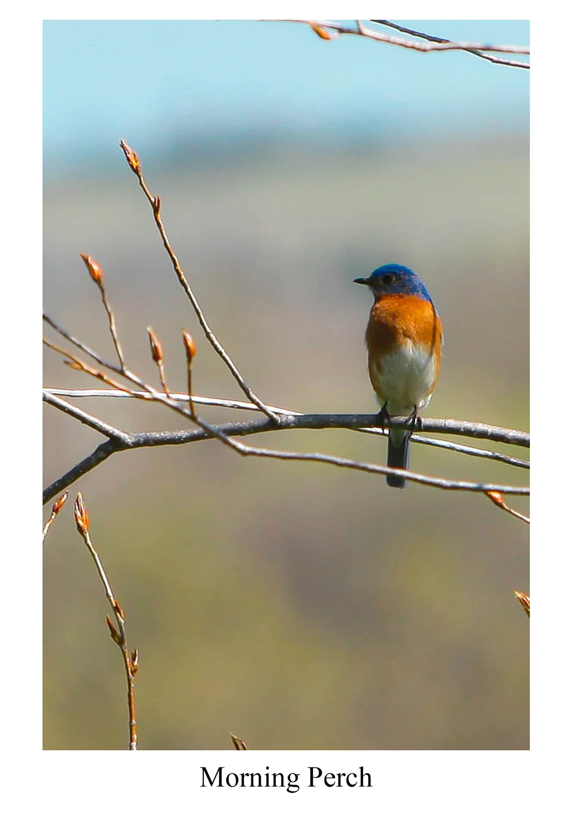 bird1-a.jpg