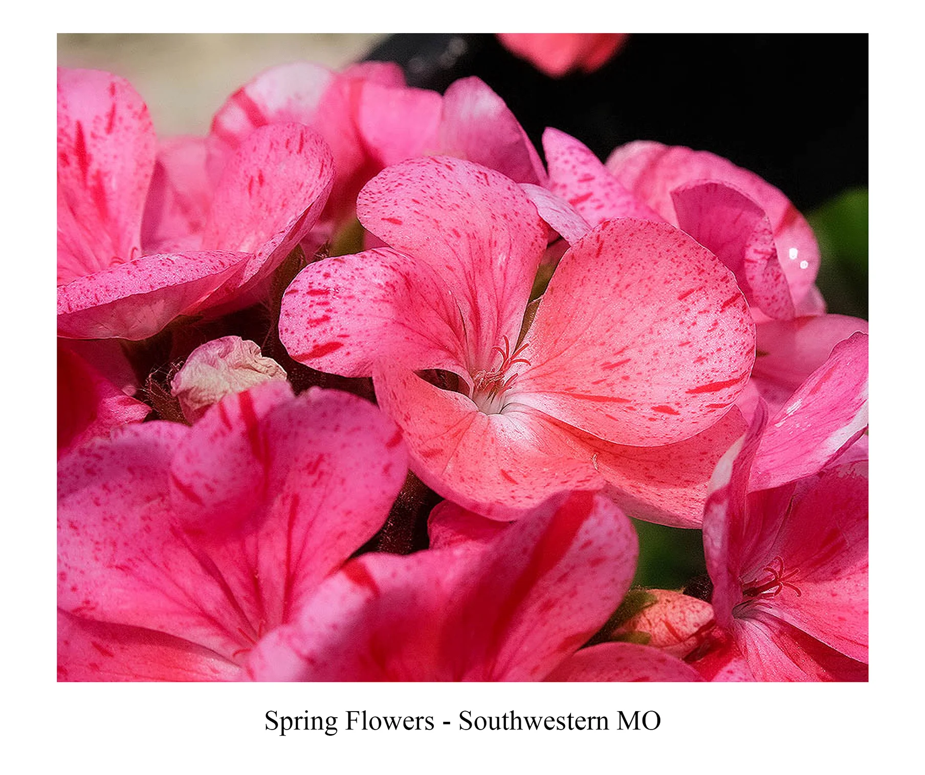 springflowers-a.jpg