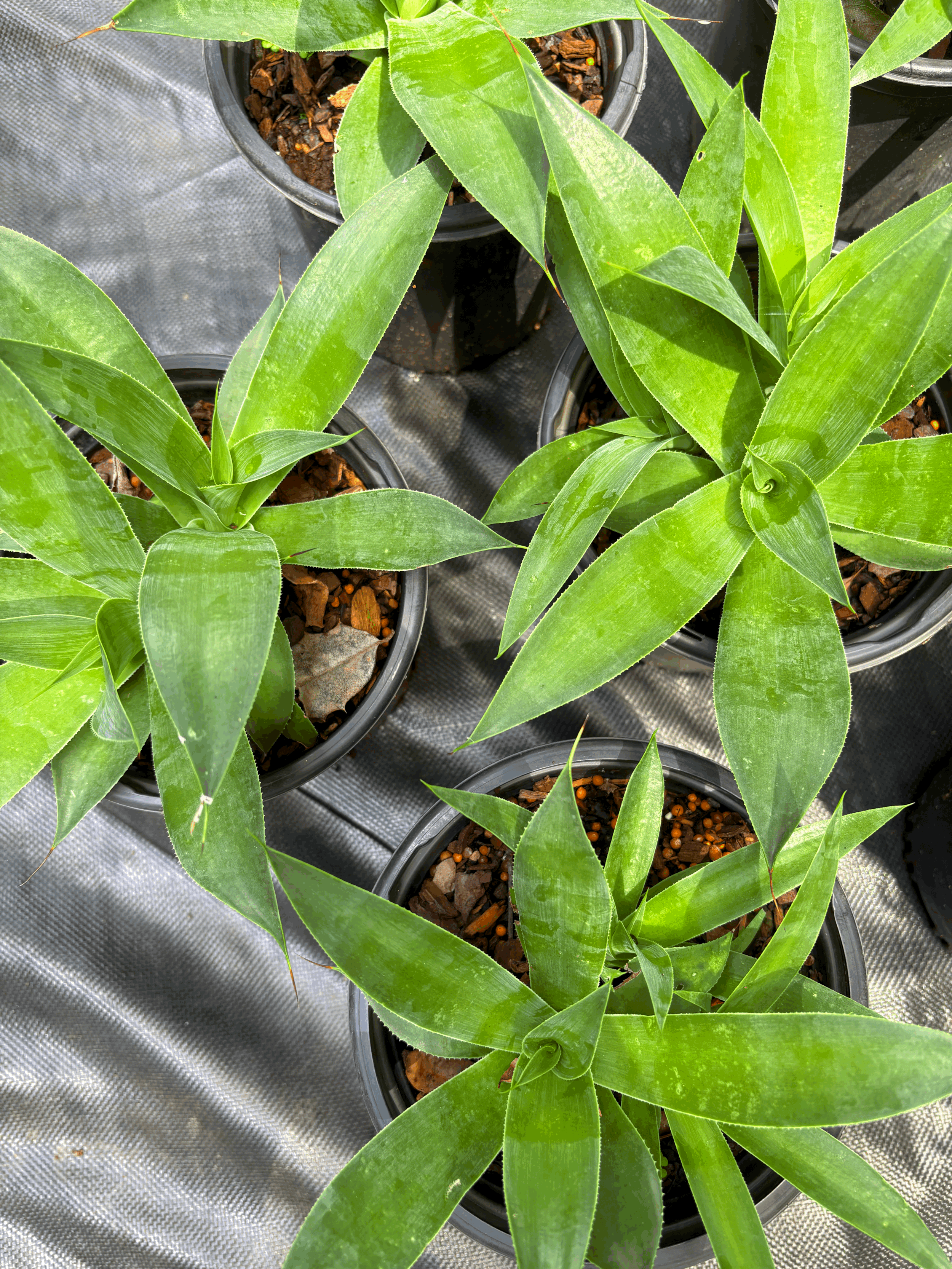 Blue Flame Agave 1g