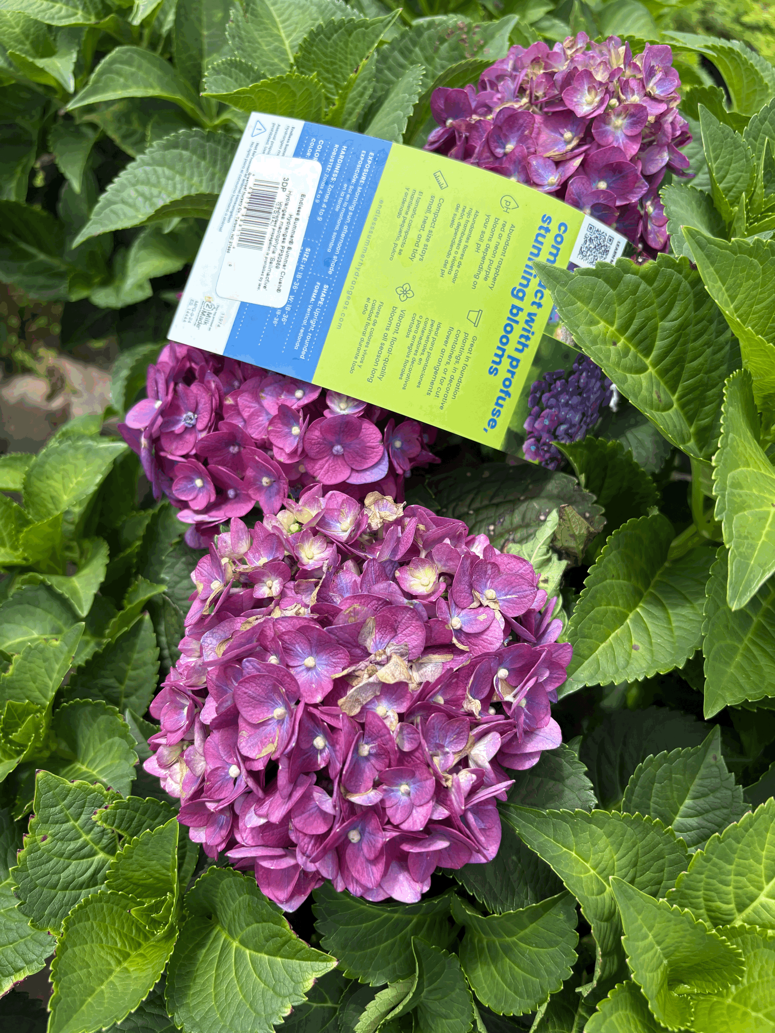 Summer Crush Hydrangea 3g