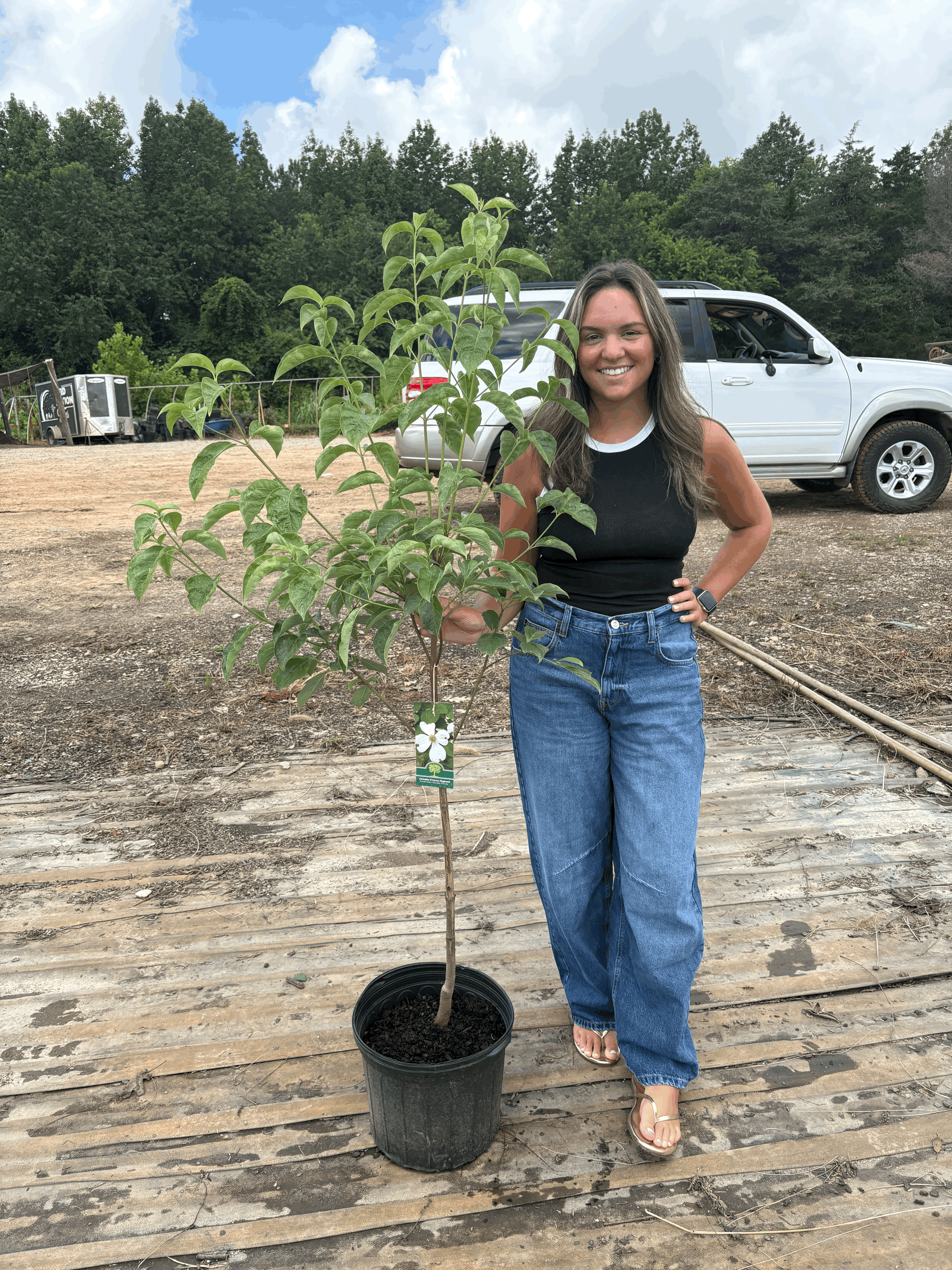 Cherokee Princess Dogwood 5g