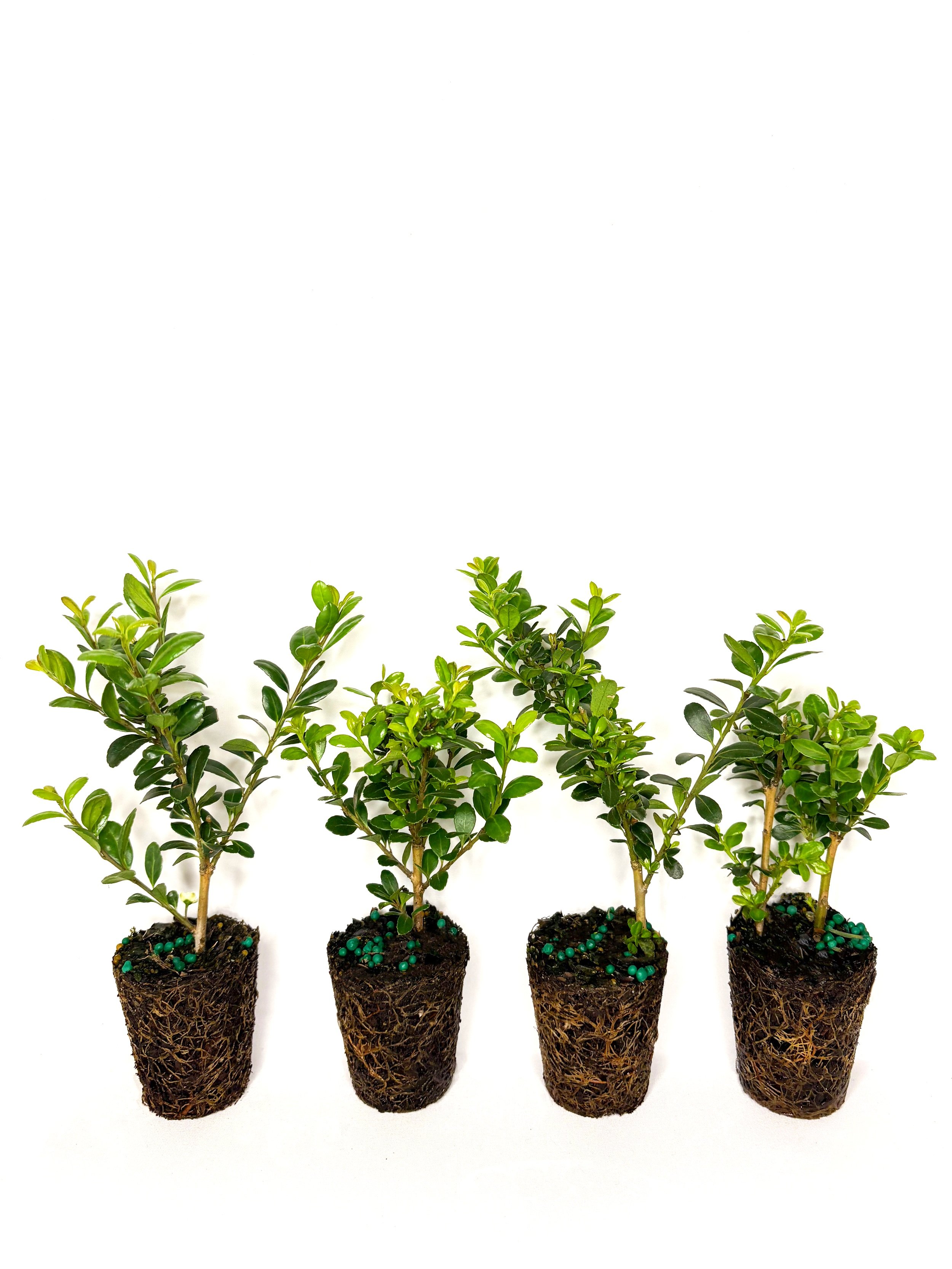 compacta+holly+website+photo+2.jpg
