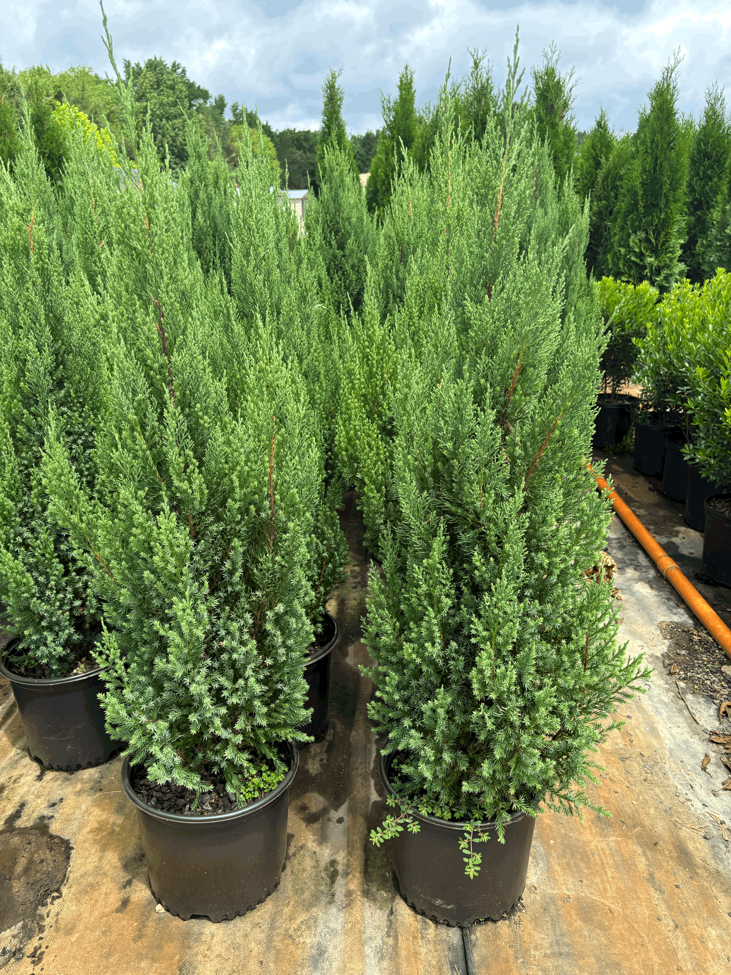 Blue Point Juniper 3g