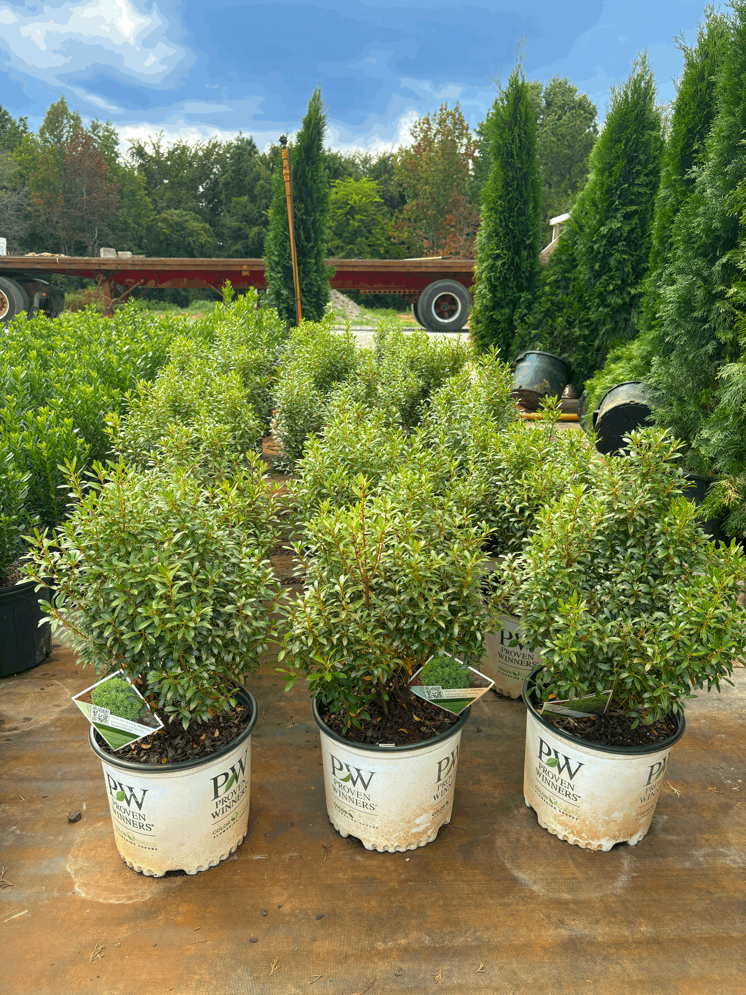 Inkberry Holly 3g