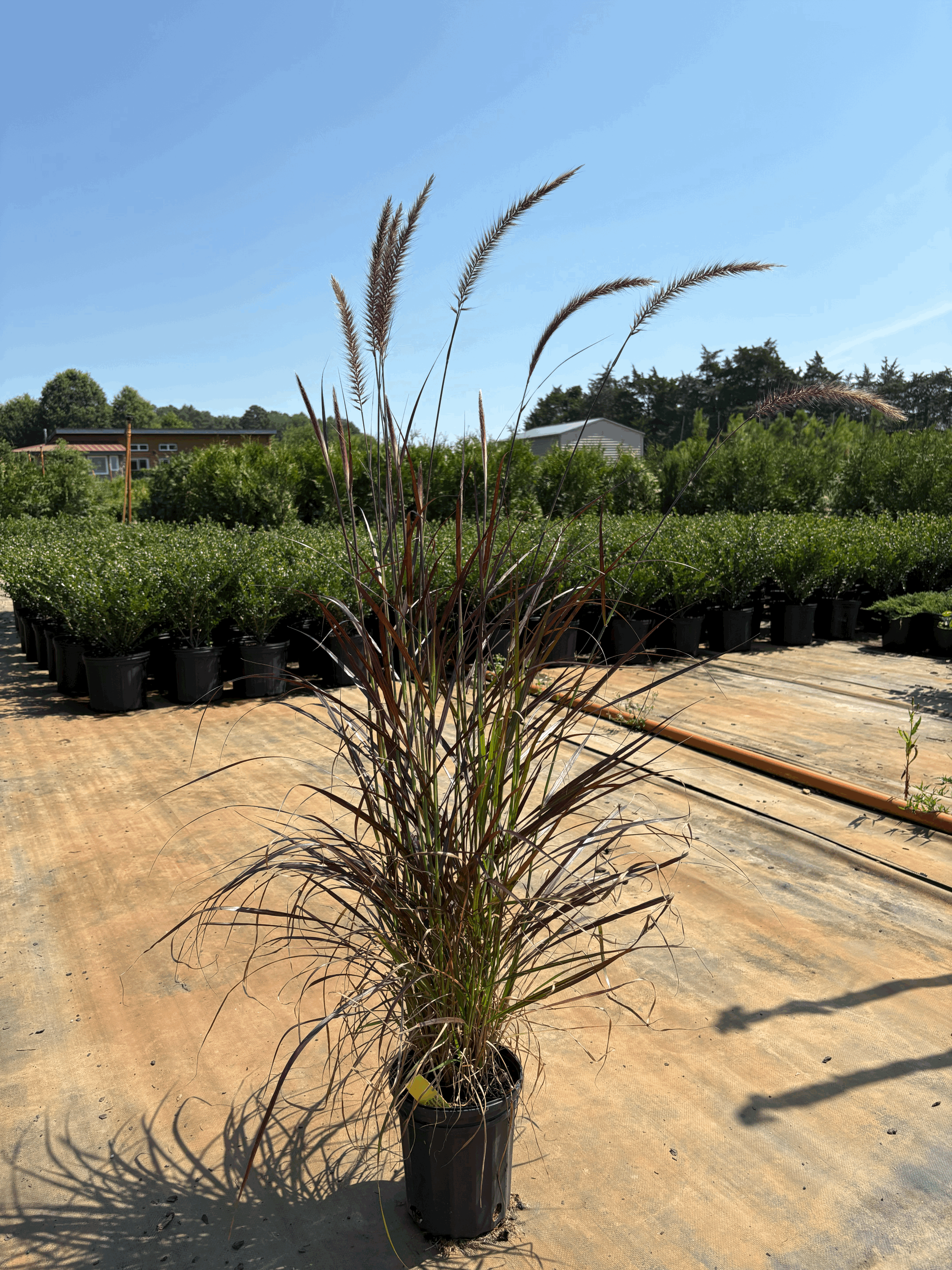 Purple Fountain Grass 1g