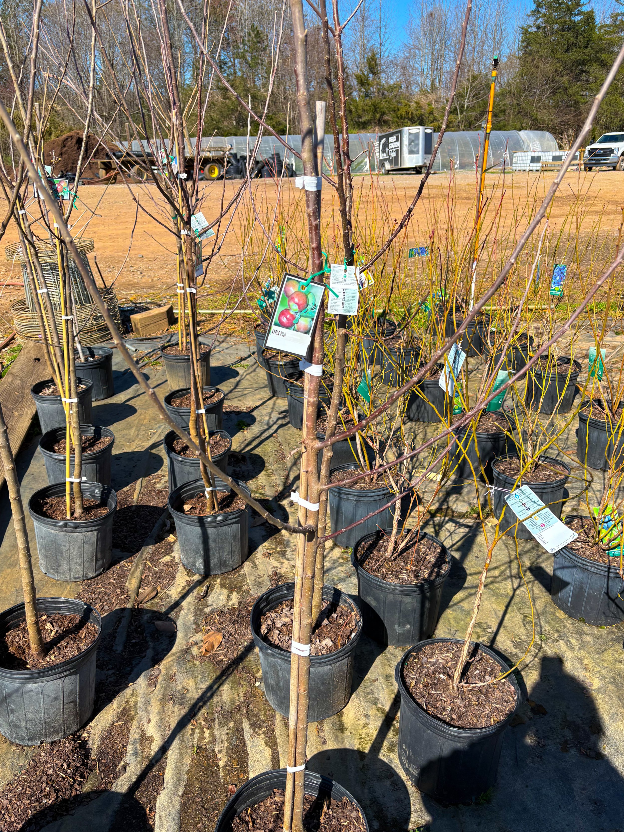 Potted young trees for sale at a nursery, with labels indicating apple varieties. The nursery setting includes pots and a background of trees and greenhouse structures.