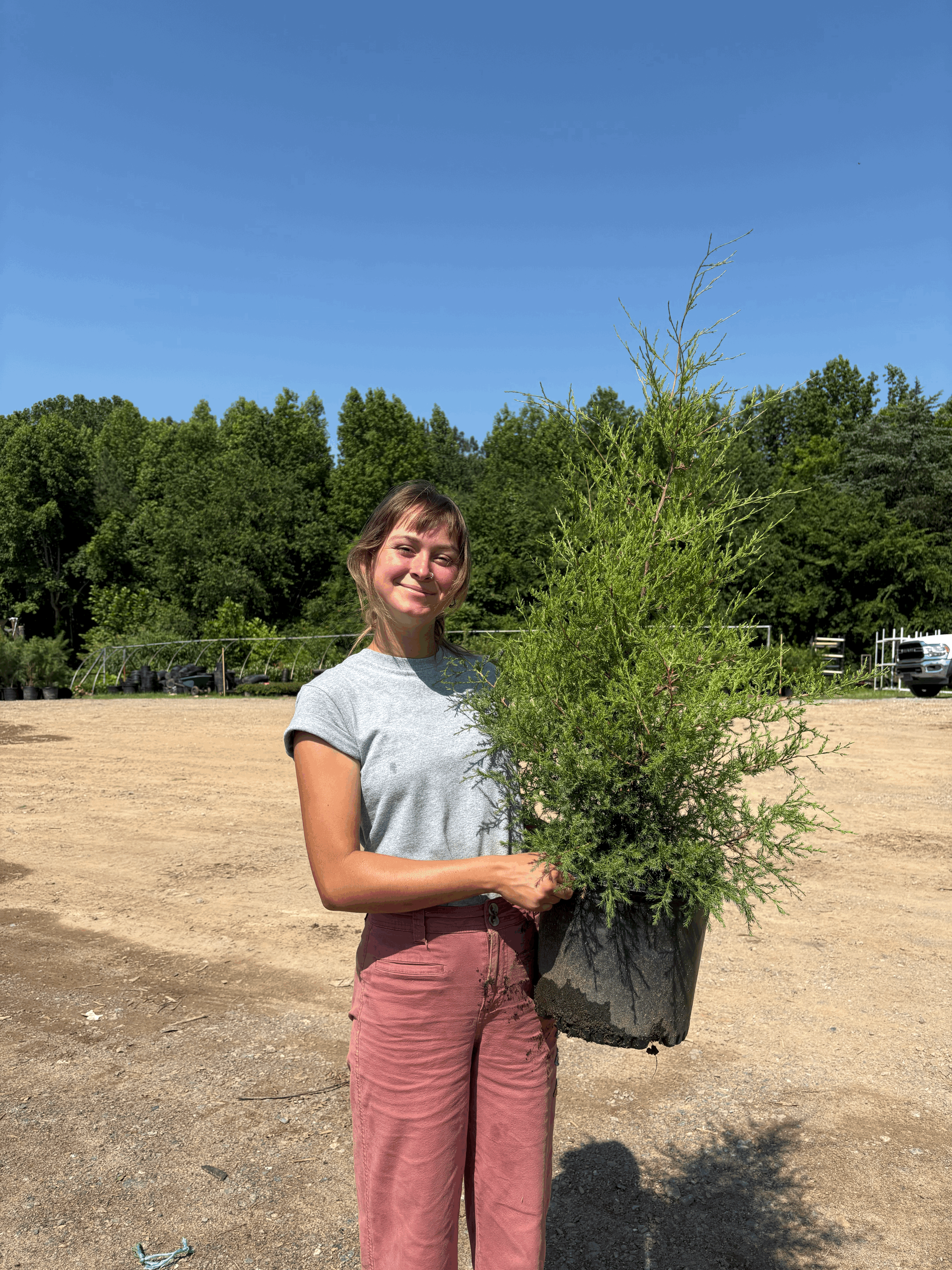 Eastern Red Cedar 3g