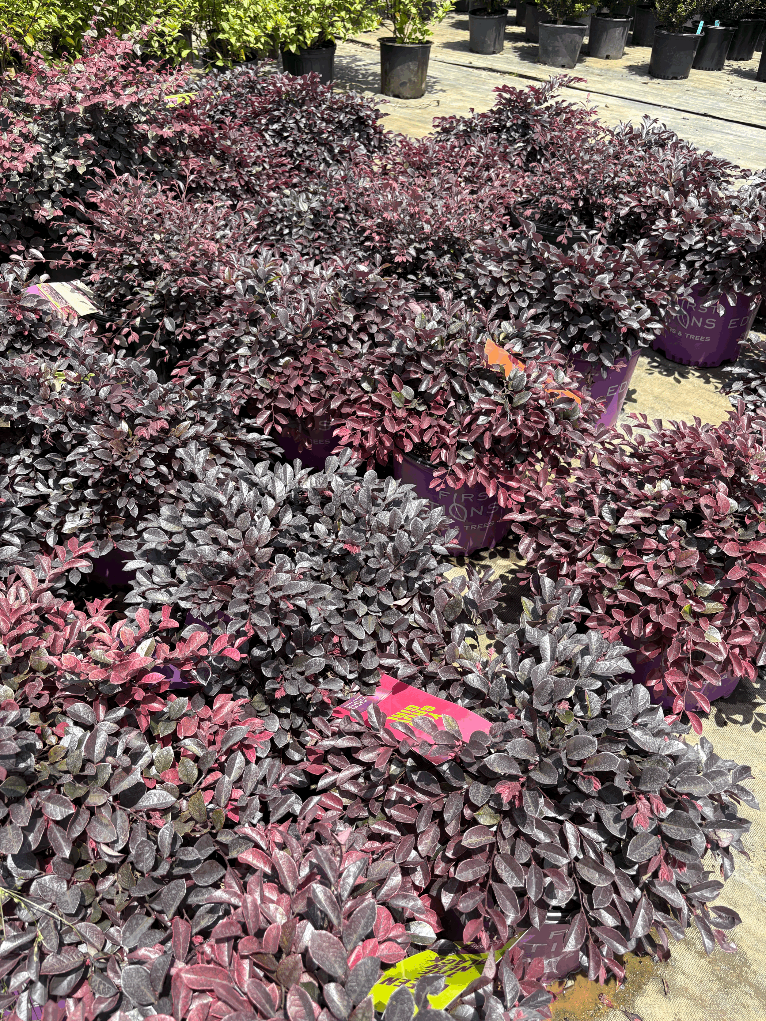 Crimson Fire Loropetalum 3g