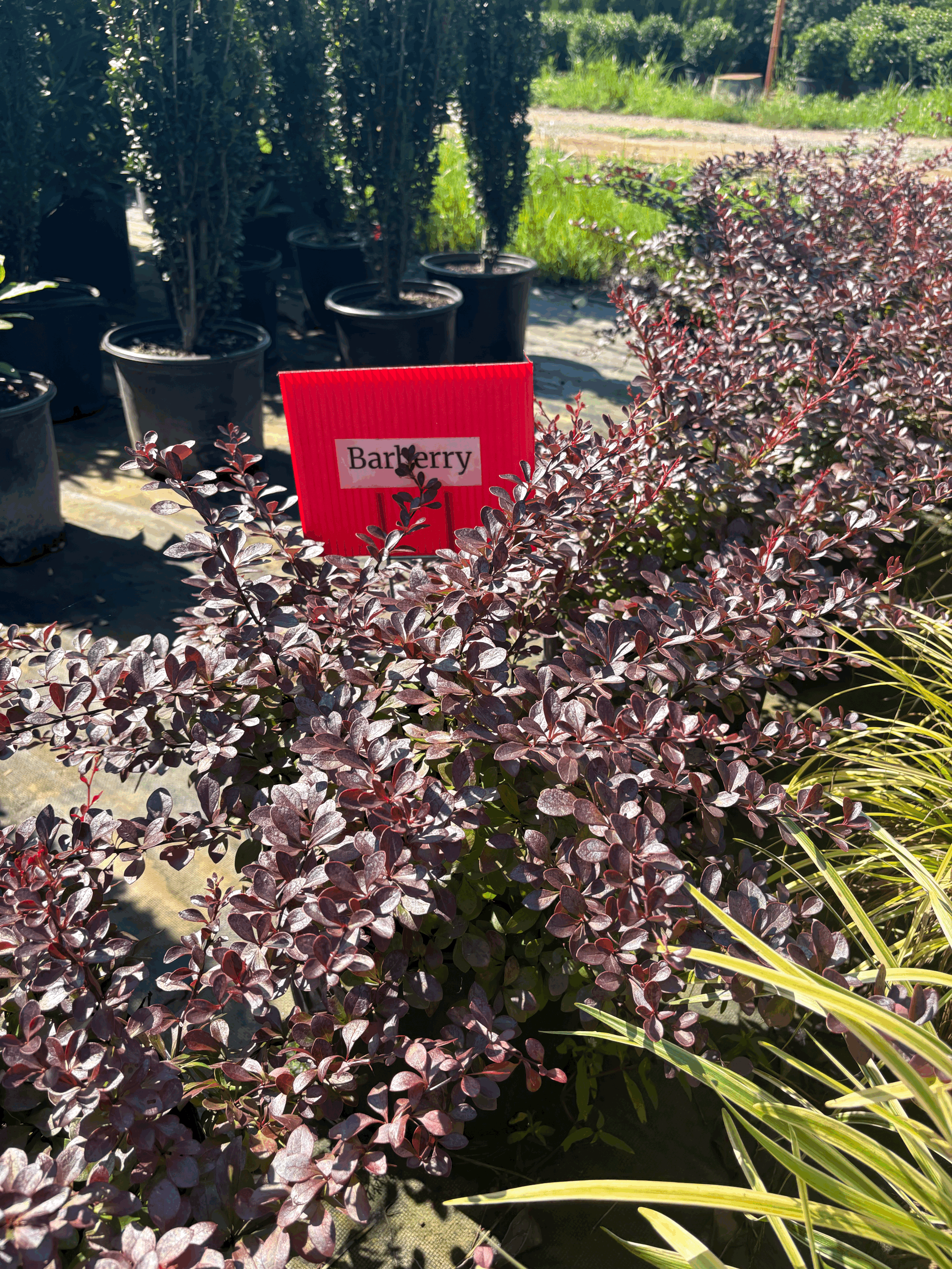 Crimson Pygmy Barberry 3g